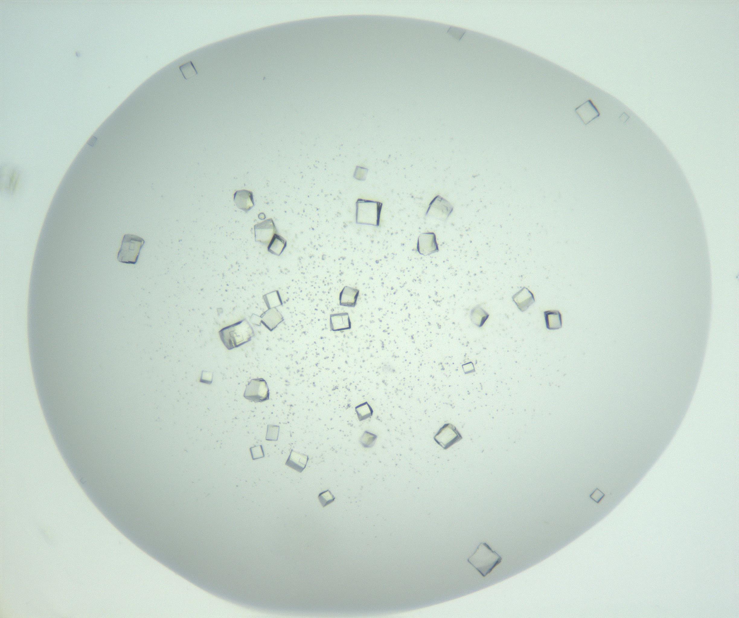 RI01_03_000_0212_Proj1_Clon1_MC_0000MC102957_003_161113_11_07_02_00_99_002_001_RAI.jpg