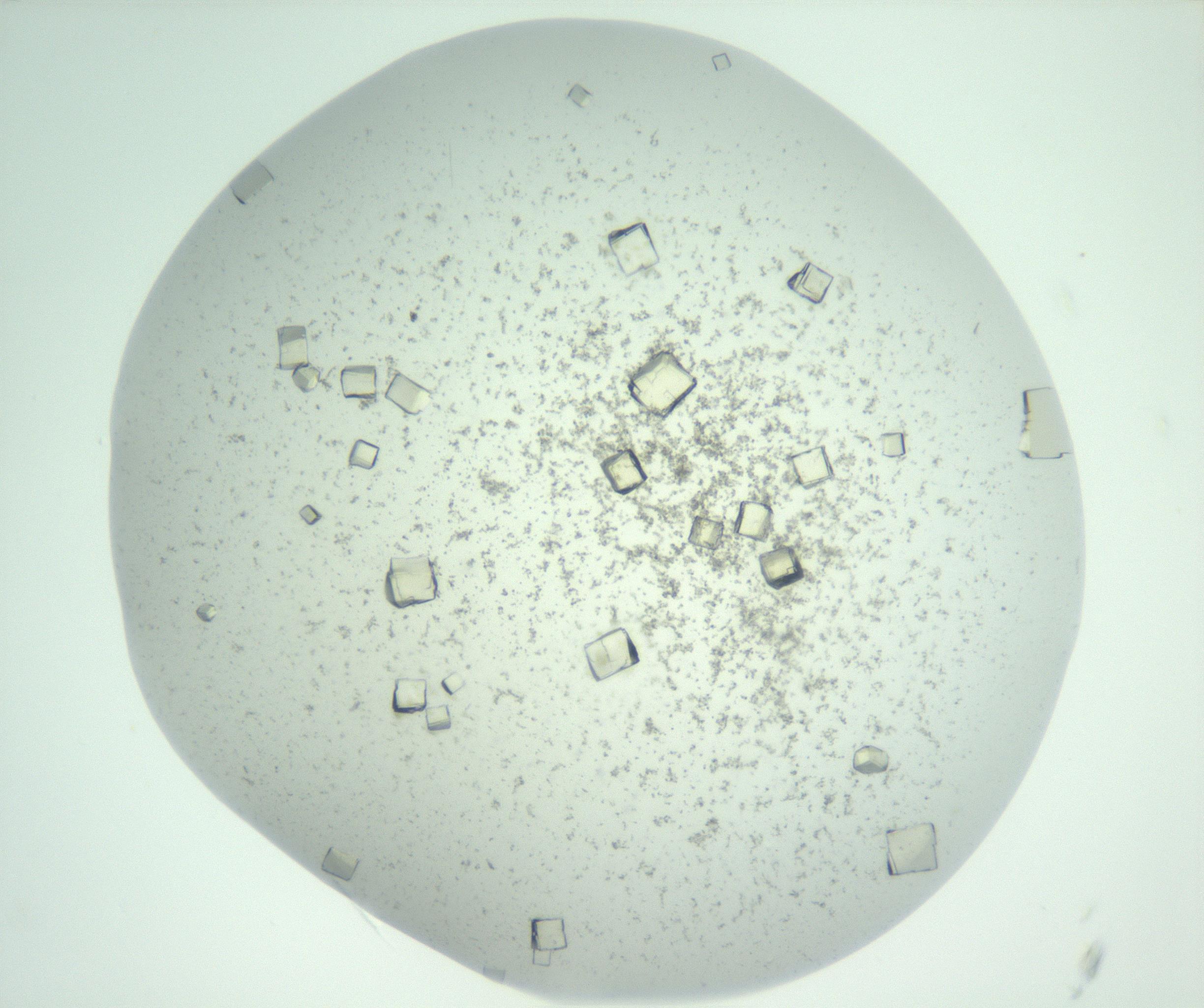 RI01_03_000_0212_Proj1_Clon1_MC_0000MC102957_003_161113_12_06_01_00_99_002_001_RAI.jpg