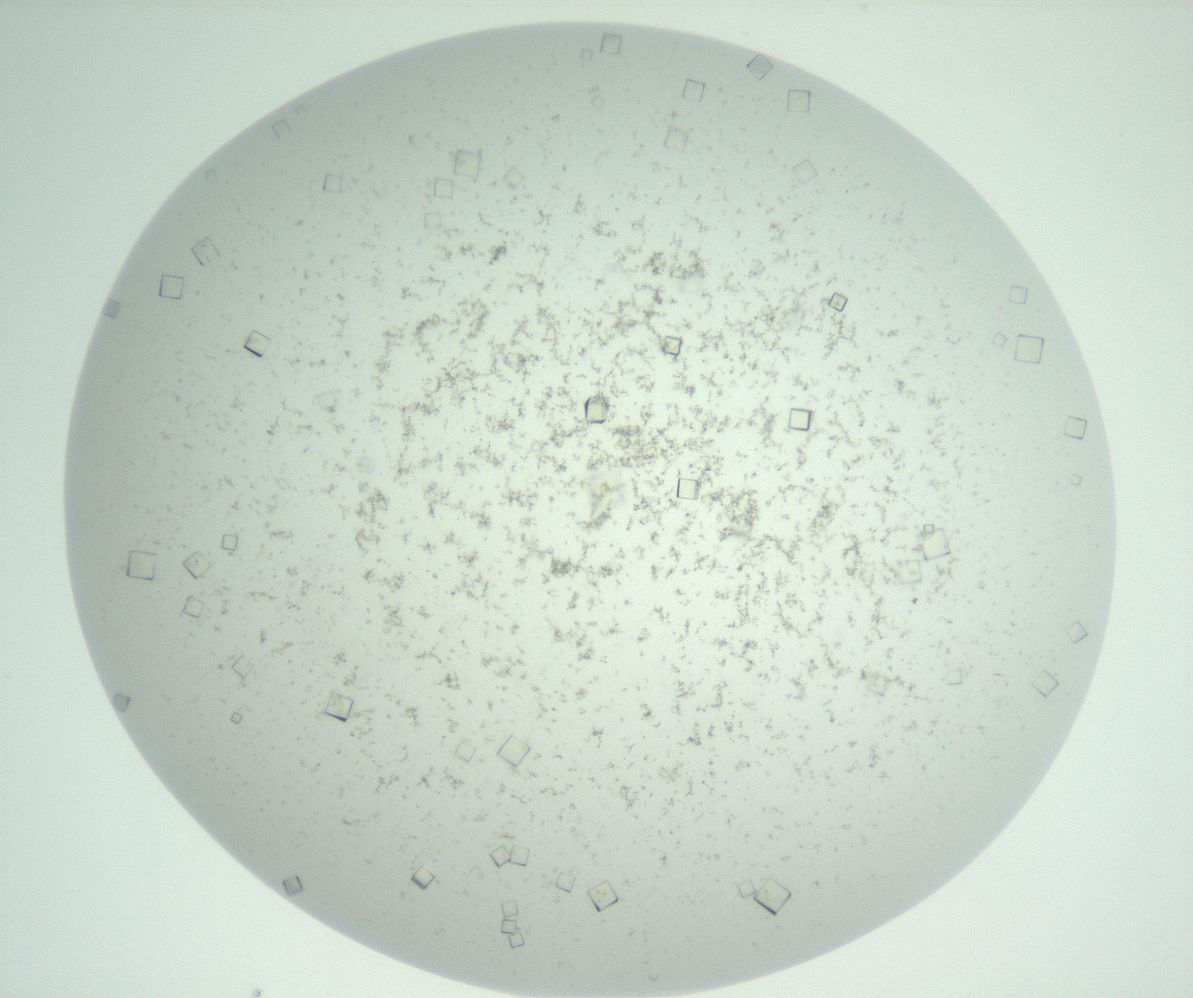 RI01_03_000_0212_Proj1_Clon1_MC_0000MC102957_003_161113_12_06_02_00_99_002_001_RAI.jpg