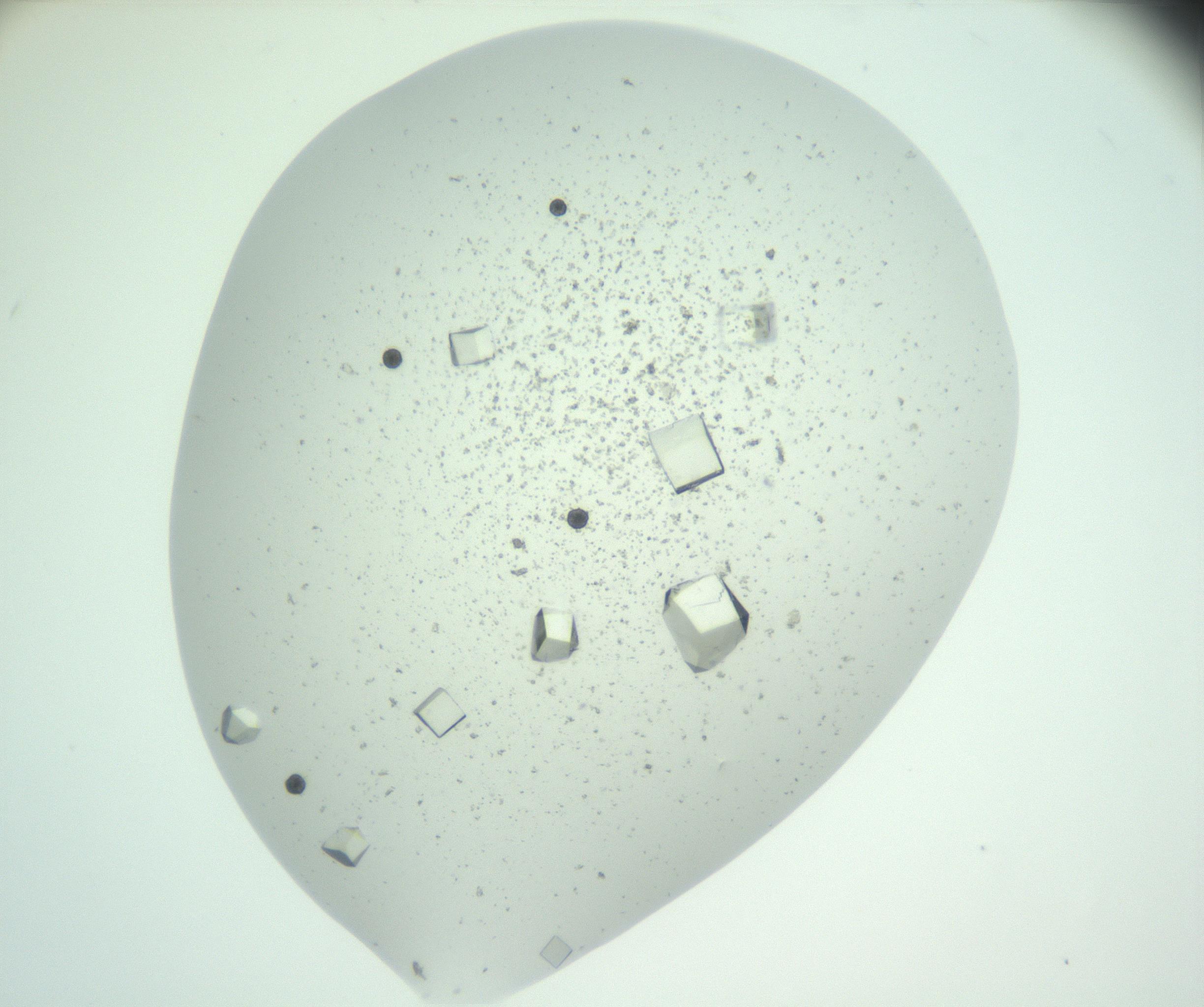 RI01_03_000_0212_Proj1_Clon1_MC_0000MC102957_003_161113_12_08_01_00_99_002_001_RAI.jpg