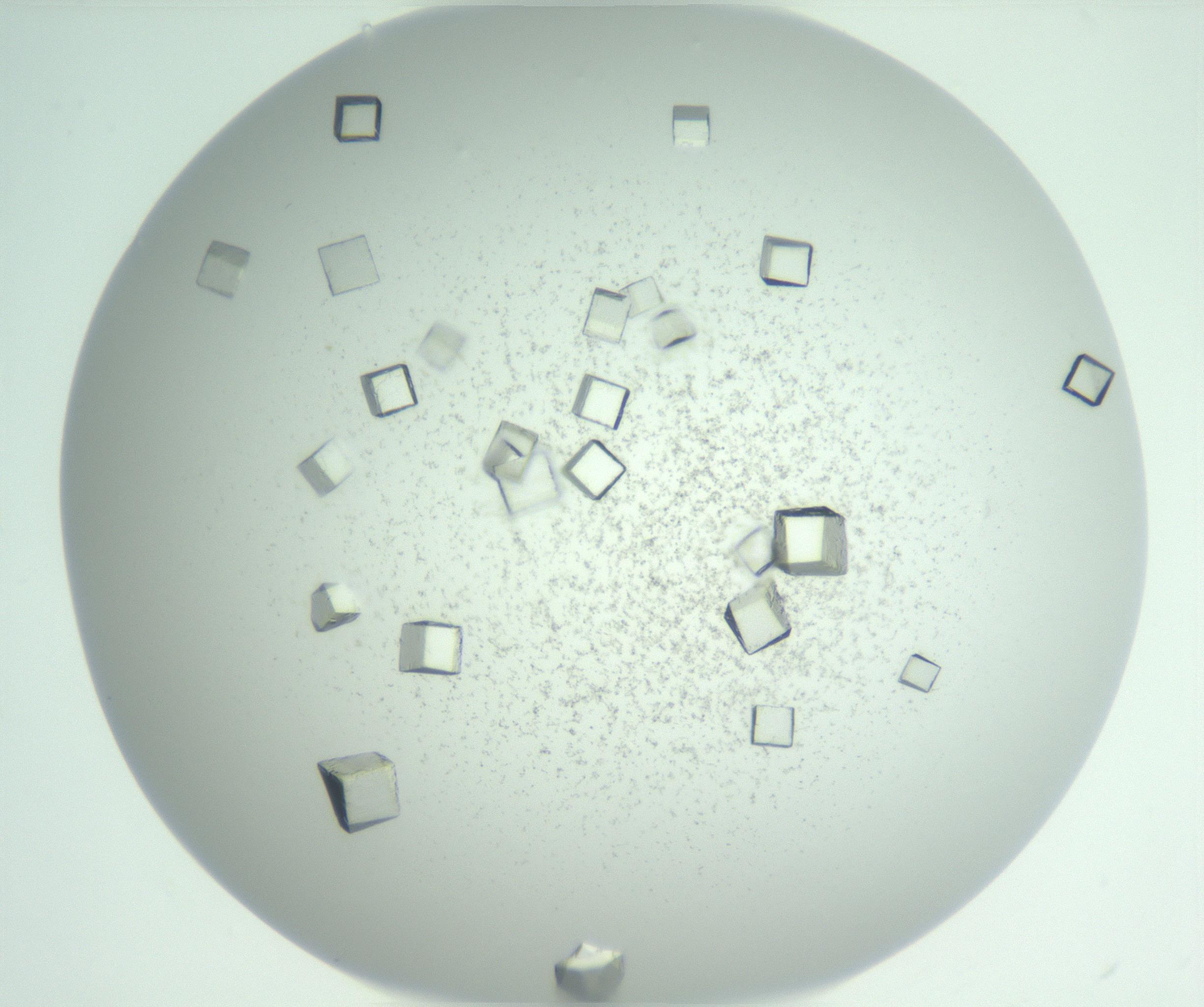 RI01_03_000_0212_Proj1_Clon1_MC_0000MC102958_003_161113_01_07_01_00_99_002_001_RAI.jpg
