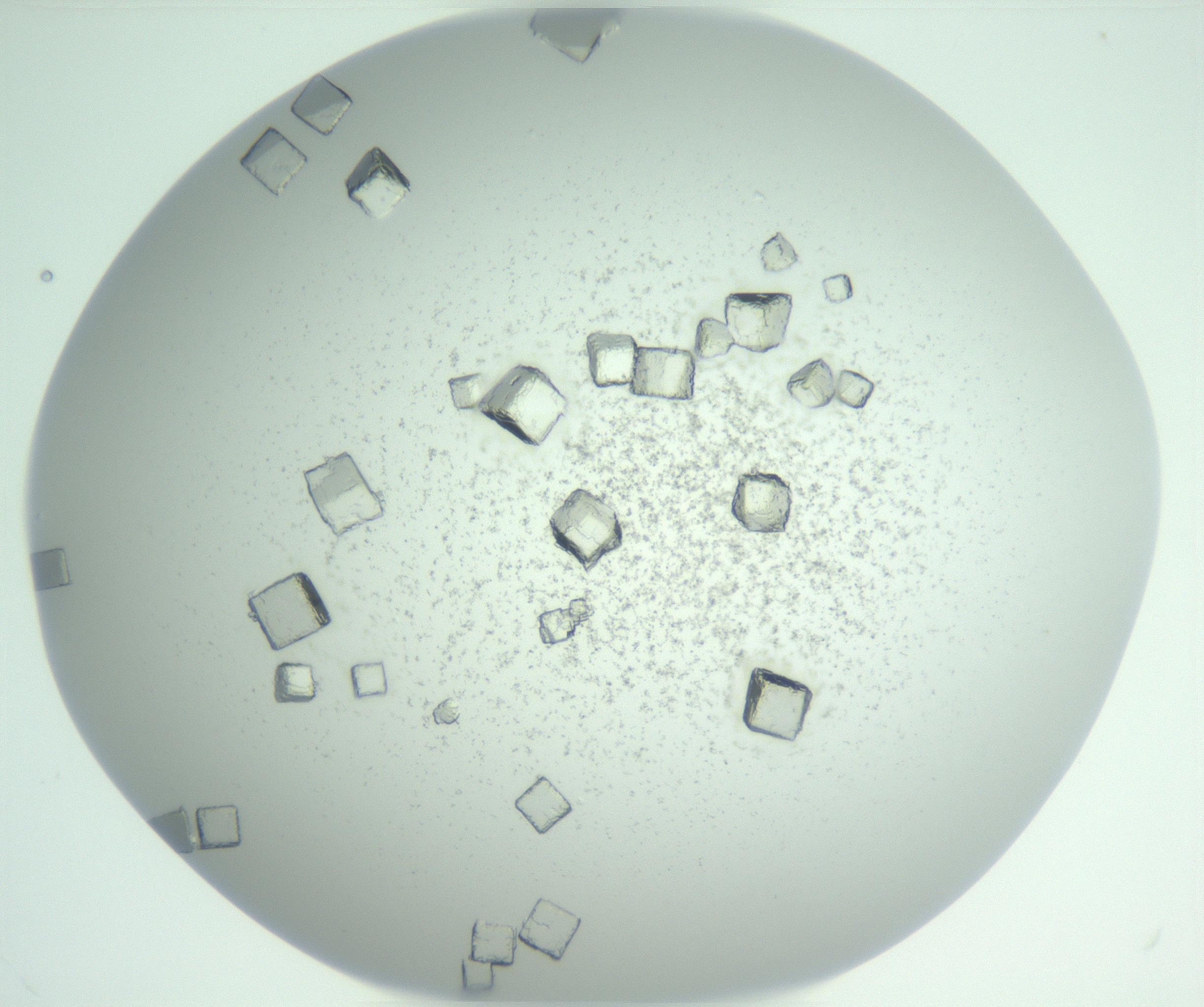 RI01_03_000_0212_Proj1_Clon1_MC_0000MC102958_003_161113_02_06_01_00_99_002_001_RAI.jpg