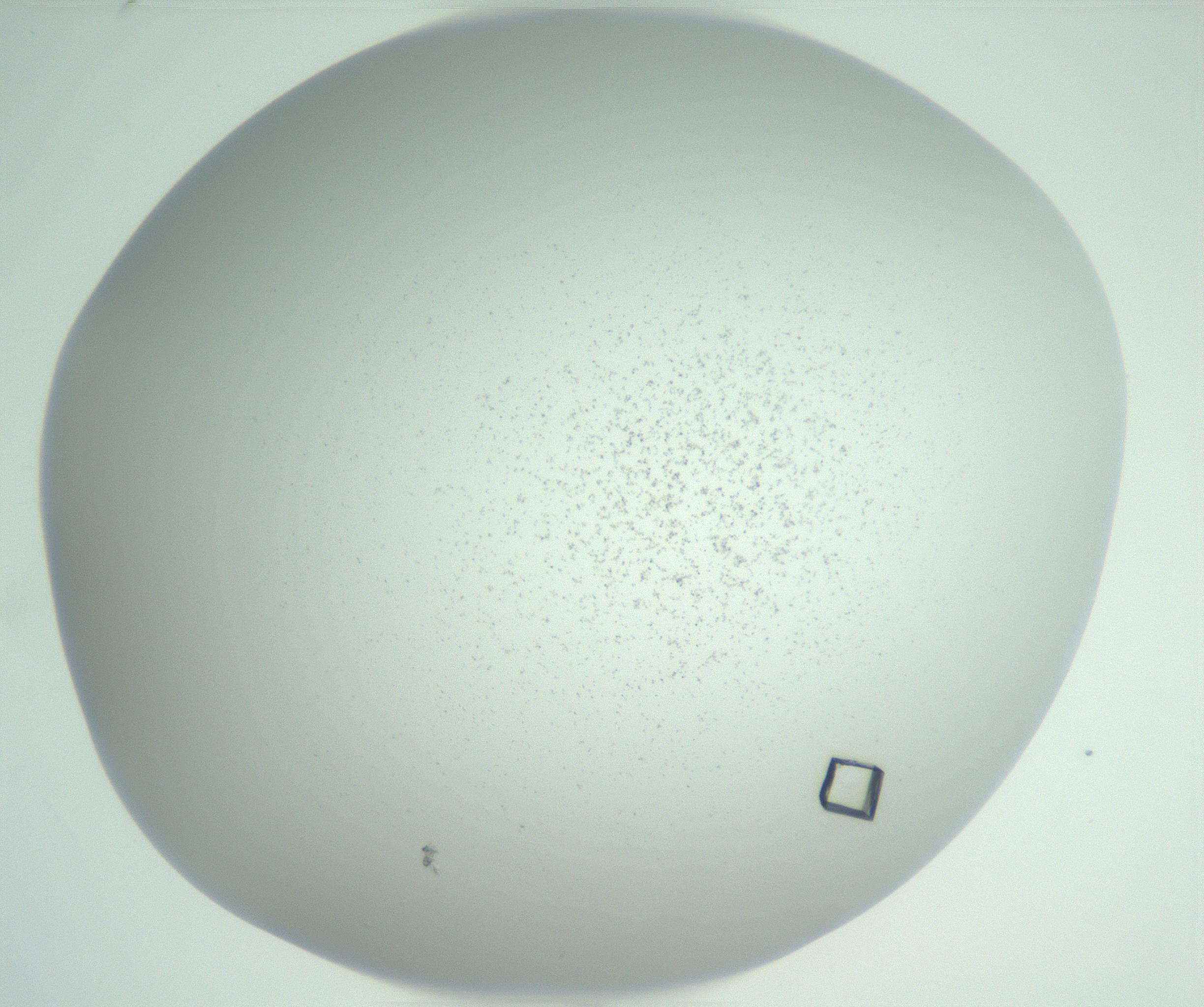 RI01_03_000_0212_Proj1_Clon1_MC_0000MC102958_003_161113_02_06_02_00_99_002_001_RAI.jpg