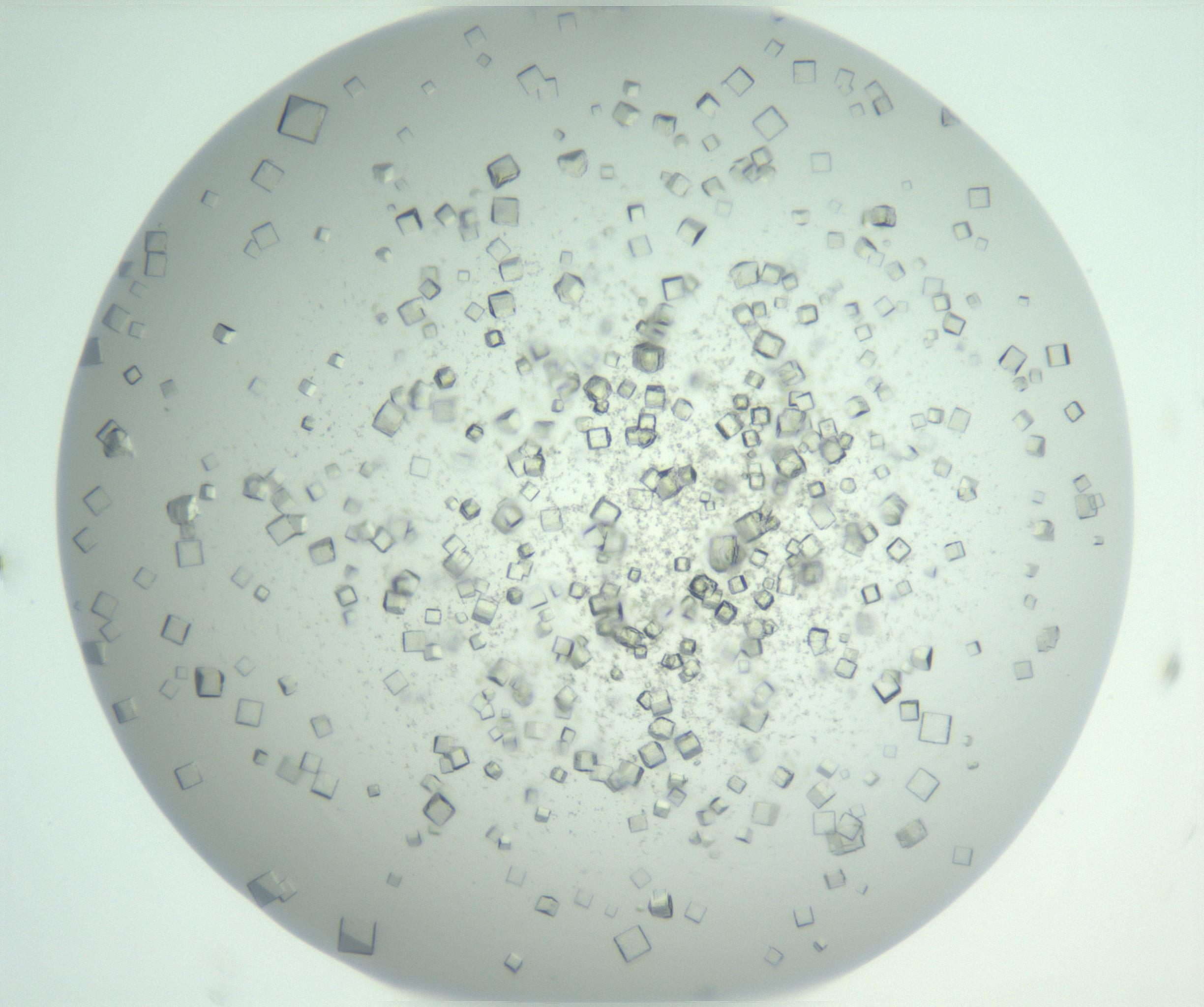 RI01_03_000_0212_Proj1_Clon1_MC_0000MC102958_003_161113_02_07_01_00_99_002_001_RAI.jpg