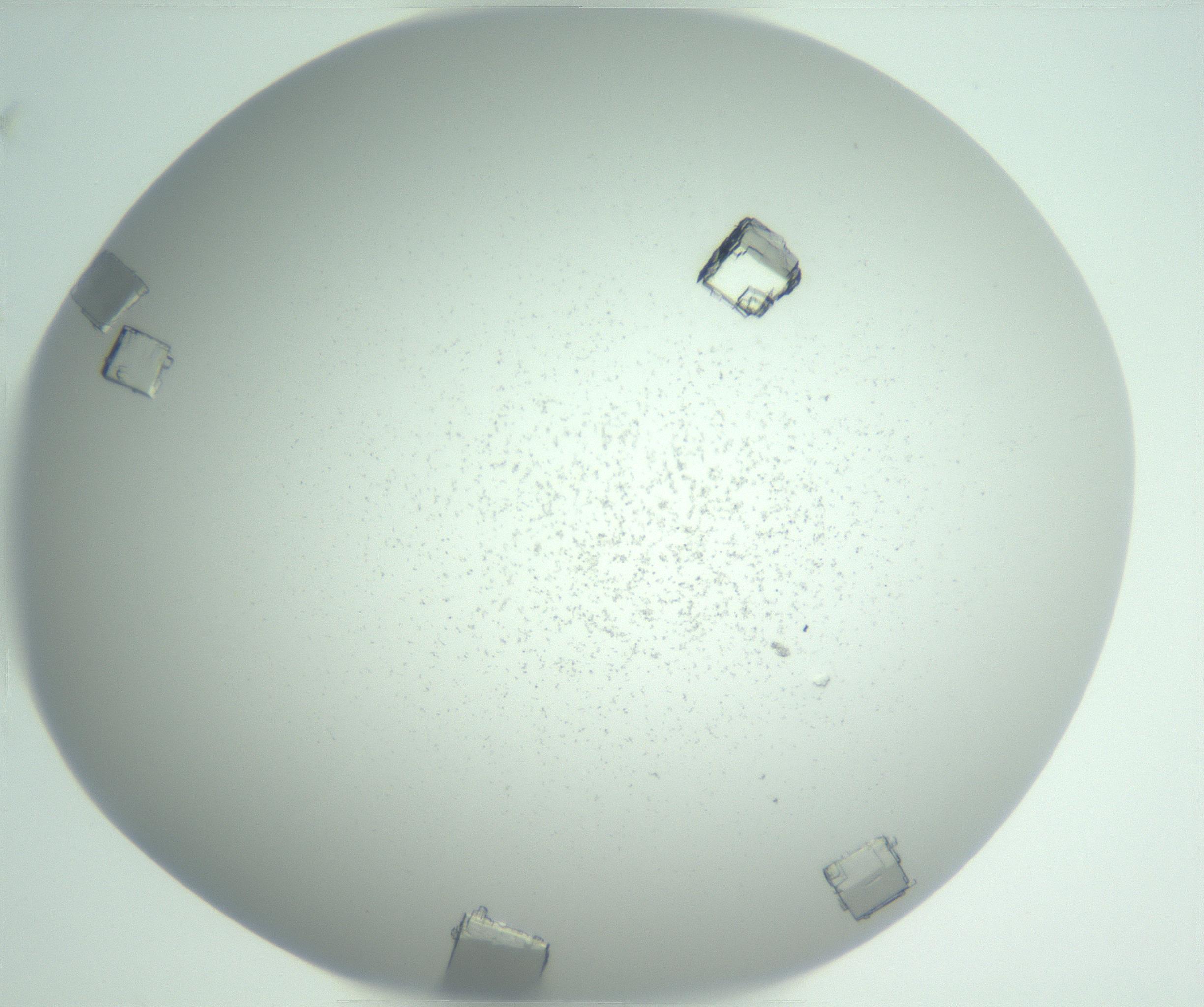 RI01_03_000_0212_Proj1_Clon1_MC_0000MC102958_003_161113_02_07_02_00_99_002_001_RAI.jpg