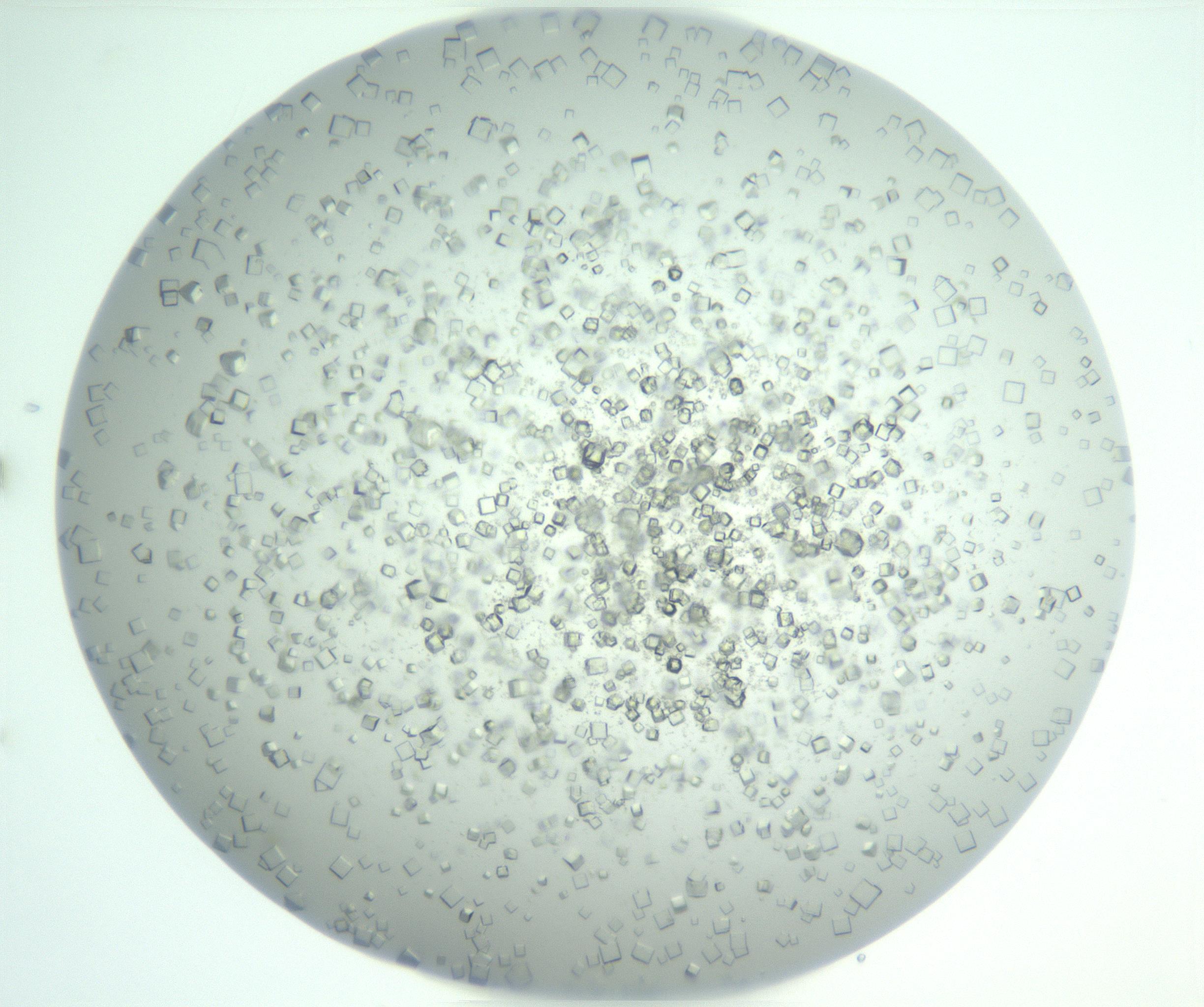 RI01_03_000_0212_Proj1_Clon1_MC_0000MC102958_003_161113_03_07_01_00_99_002_001_RAI.jpg