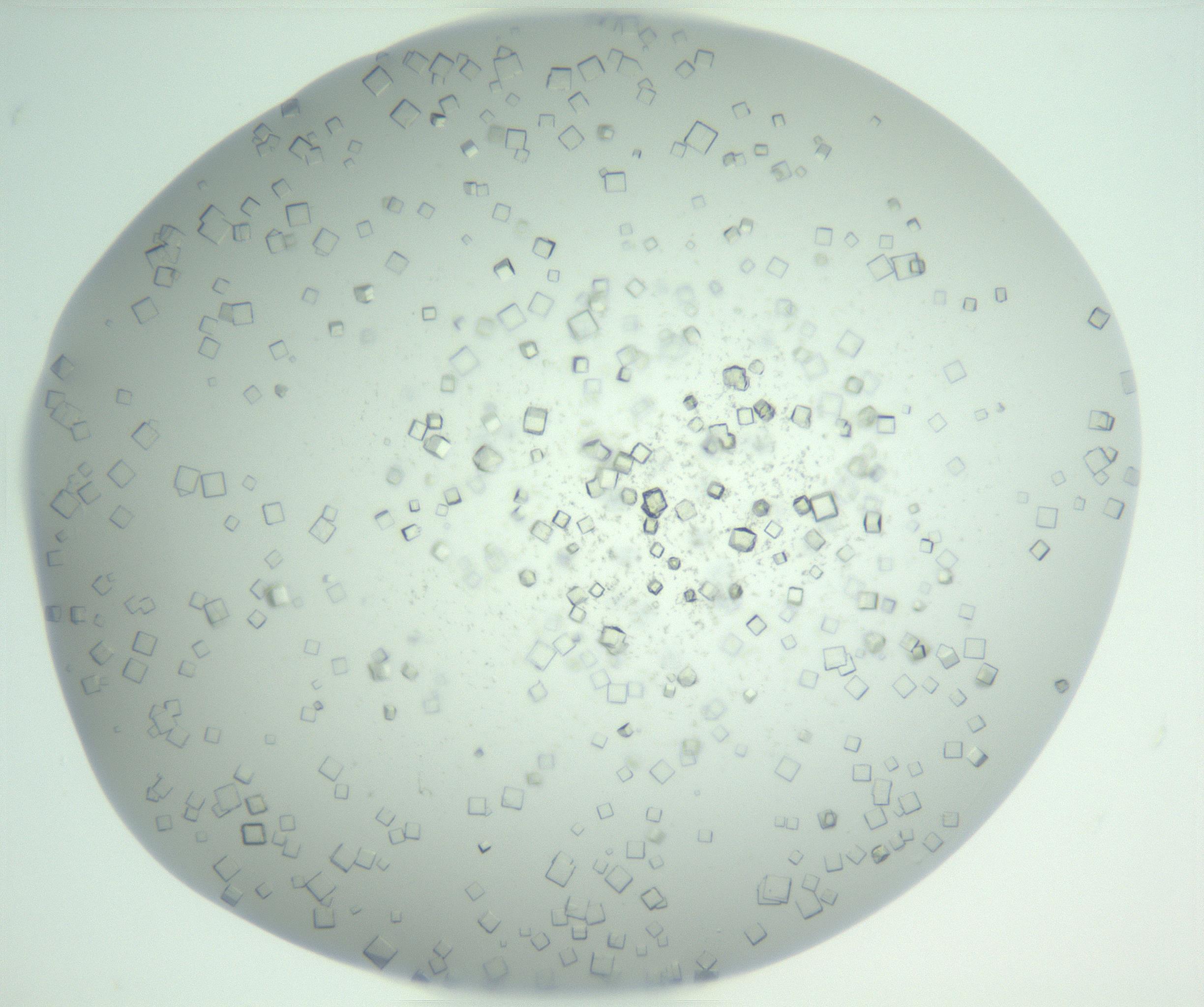 RI01_03_000_0212_Proj1_Clon1_MC_0000MC102958_003_161113_03_07_02_00_99_002_001_RAI.jpg
