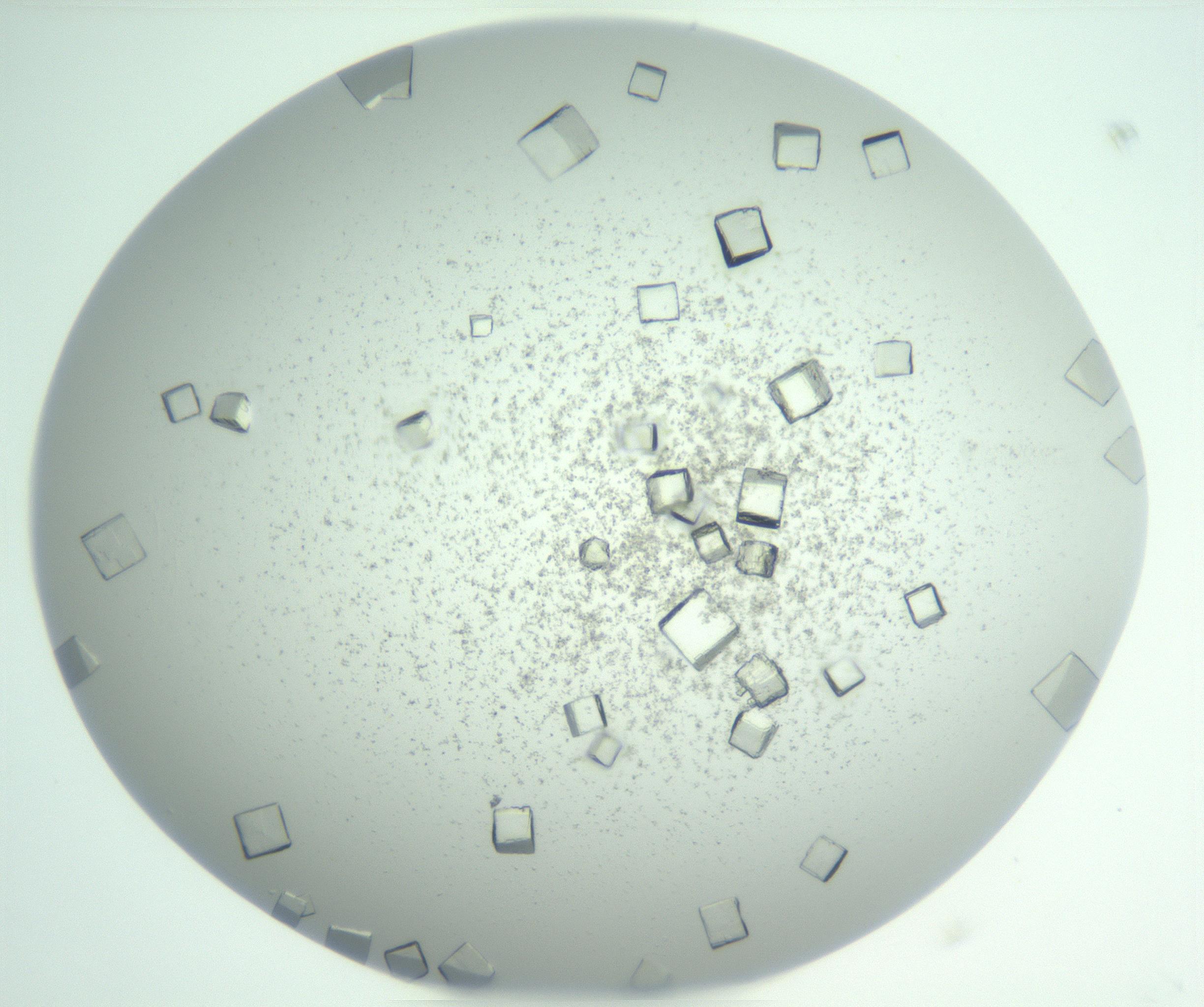 RI01_03_000_0212_Proj1_Clon1_MC_0000MC102958_003_161113_04_07_01_00_99_002_001_RAI.jpg