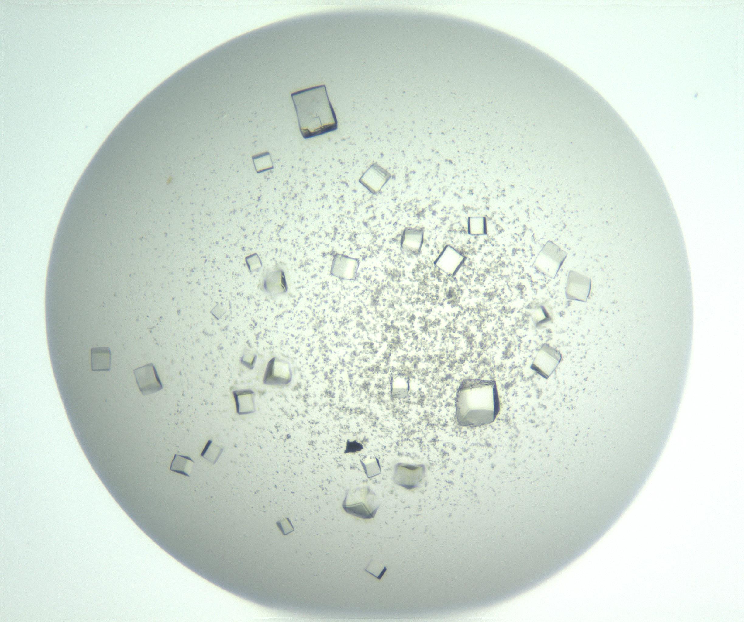 RI01_03_000_0212_Proj1_Clon1_MC_0000MC102958_003_161113_05_07_01_00_99_002_001_RAI.jpg