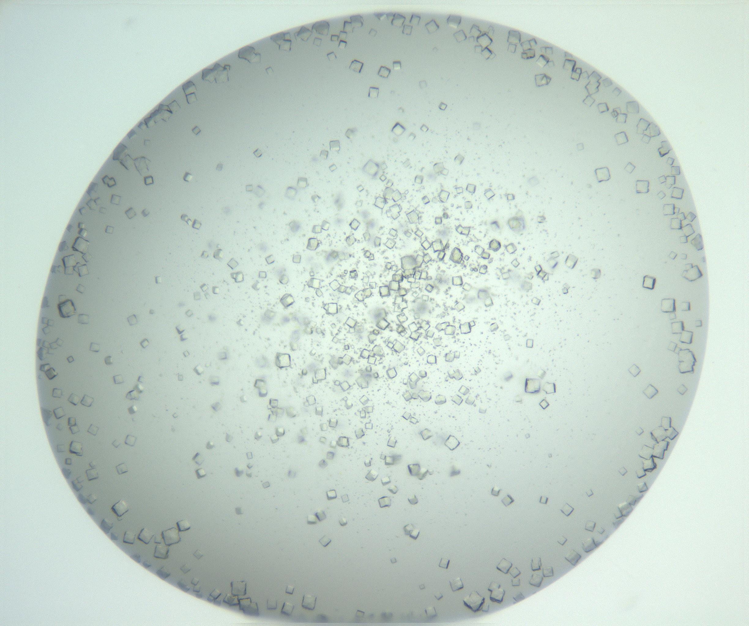 RI01_03_000_0212_Proj1_Clon1_MC_0000MC102958_003_161113_05_08_02_00_99_002_001_RAI.jpg