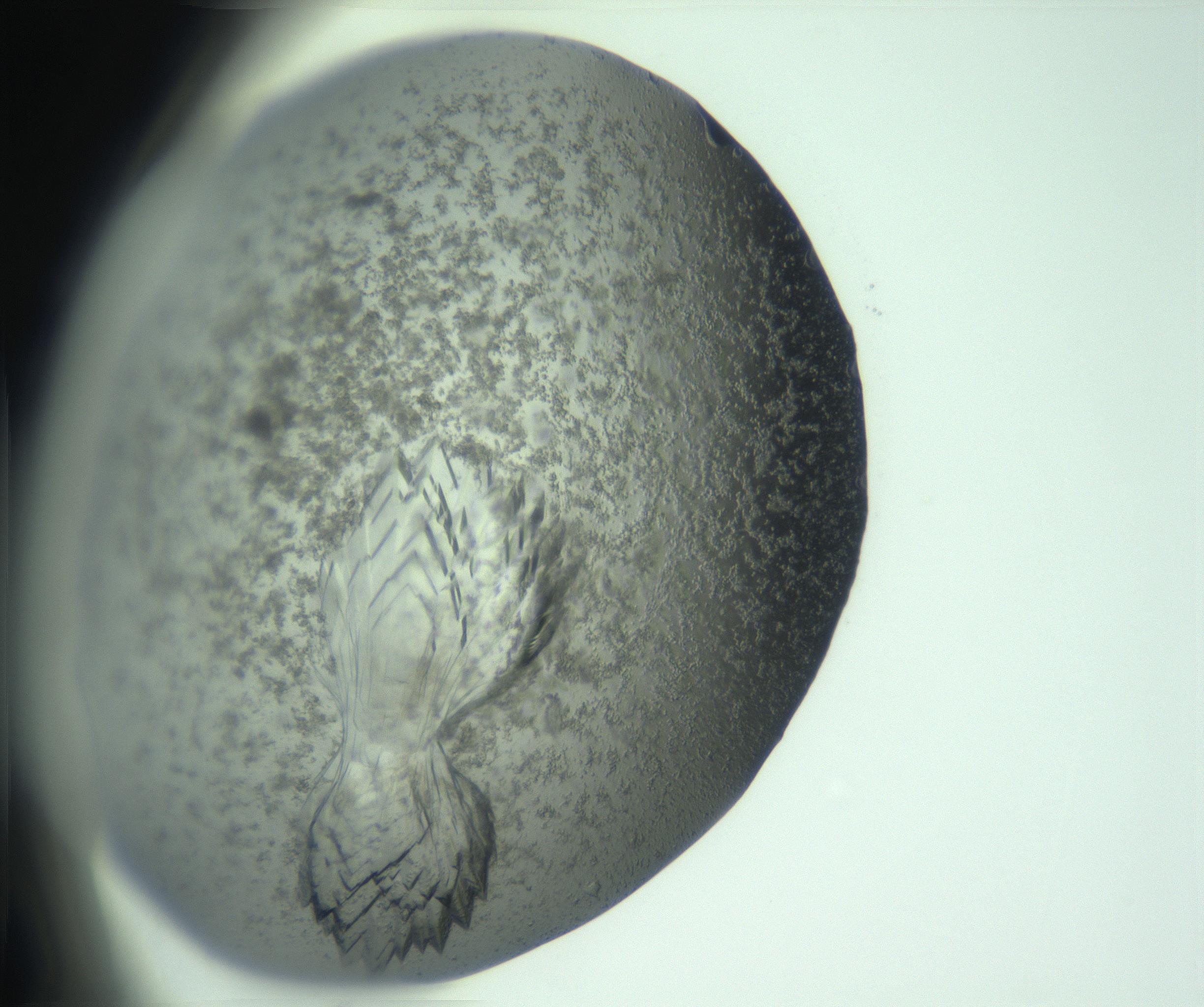 RI01_03_000_0212_Proj1_Clon1_MC_0000MC102960_013_170107_01_06_01_00_99_002_001_RAI.jpg