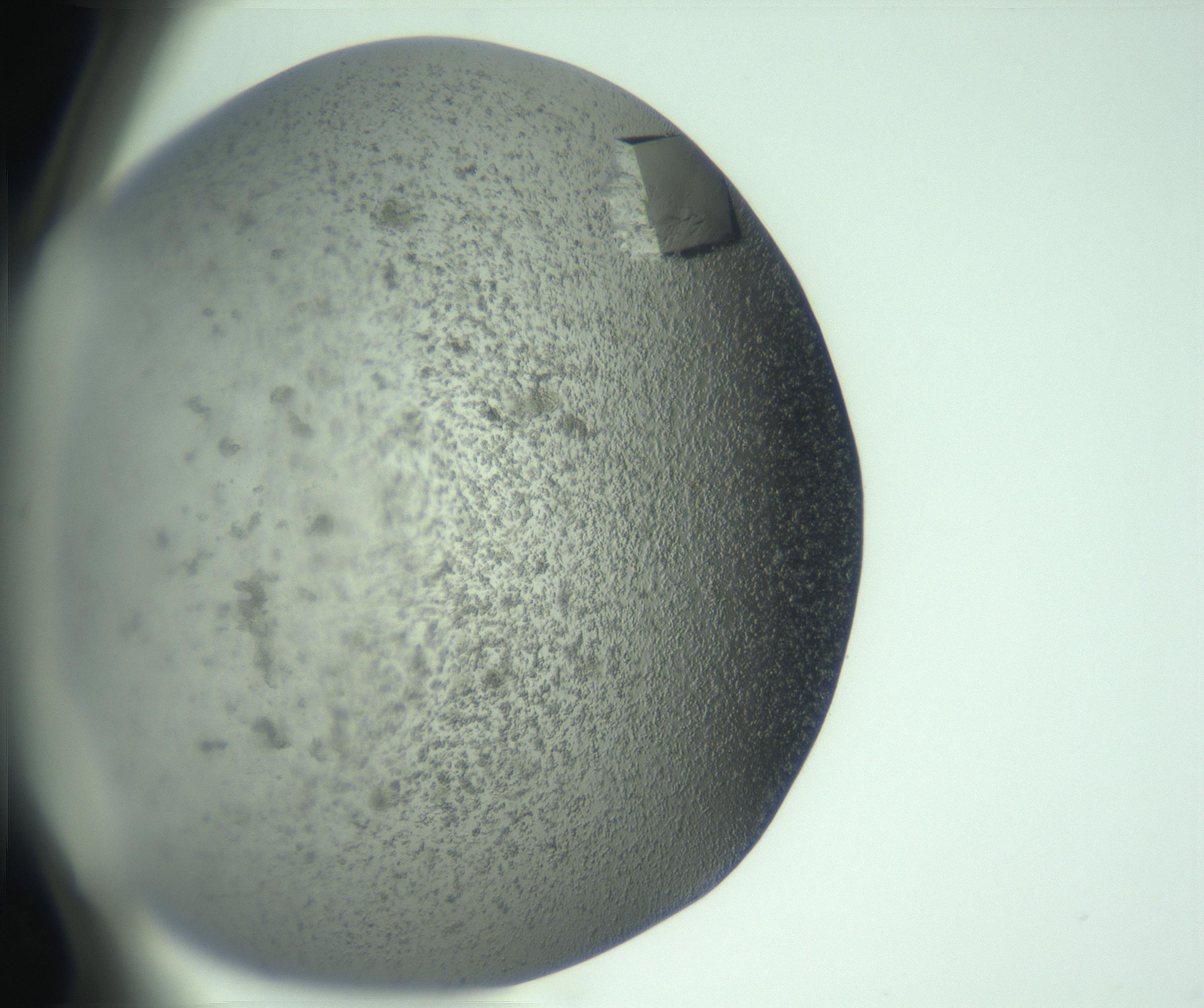 RI01_03_000_0212_Proj1_Clon1_MC_0000MC102960_013_170107_01_06_02_00_99_002_001_RAI.jpg