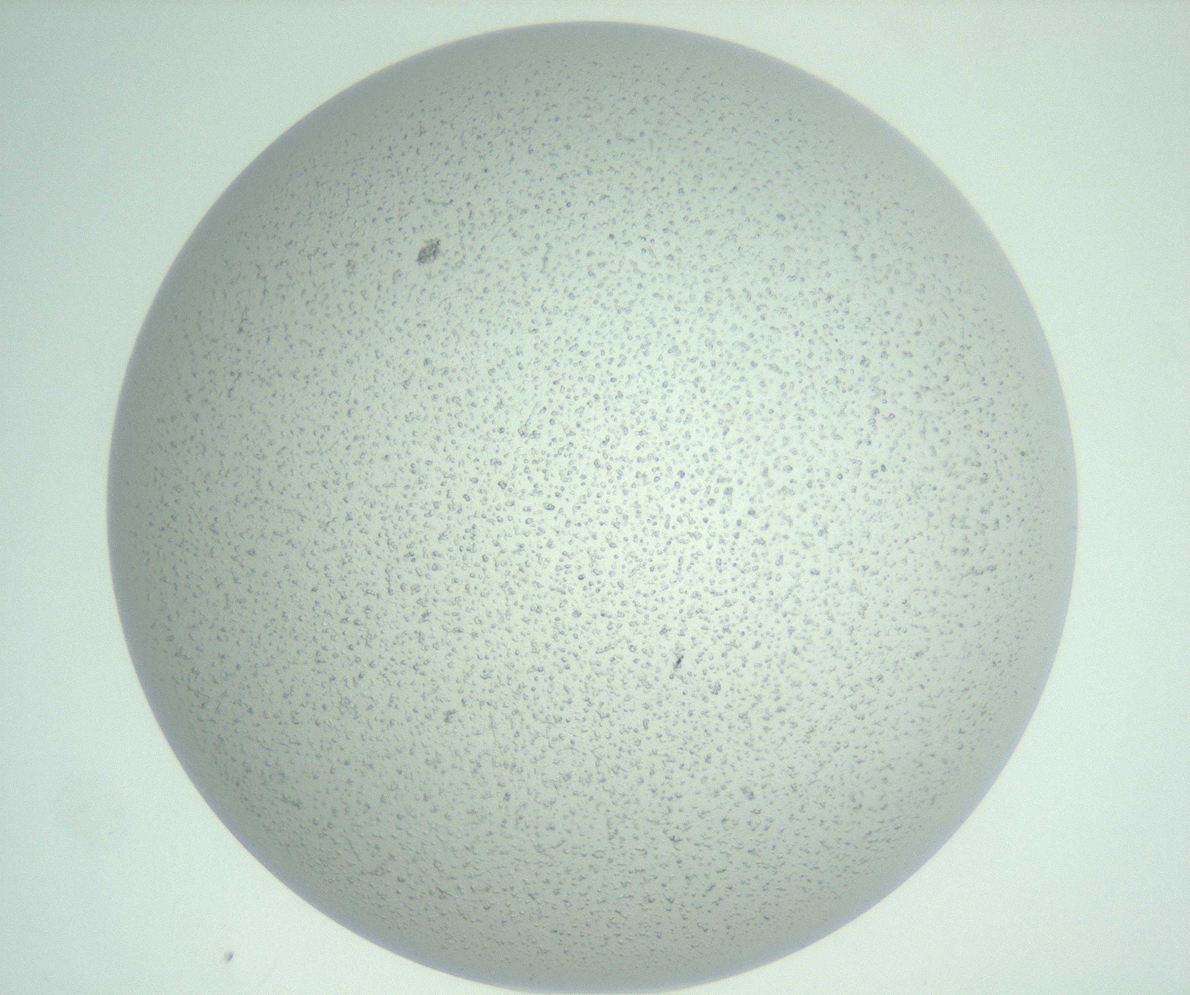 RI01_03_000_0212_Proj1_Clon1_MC_0000MC102963_015_170120_12_06_02_00_99_002_001_RAI.jpg