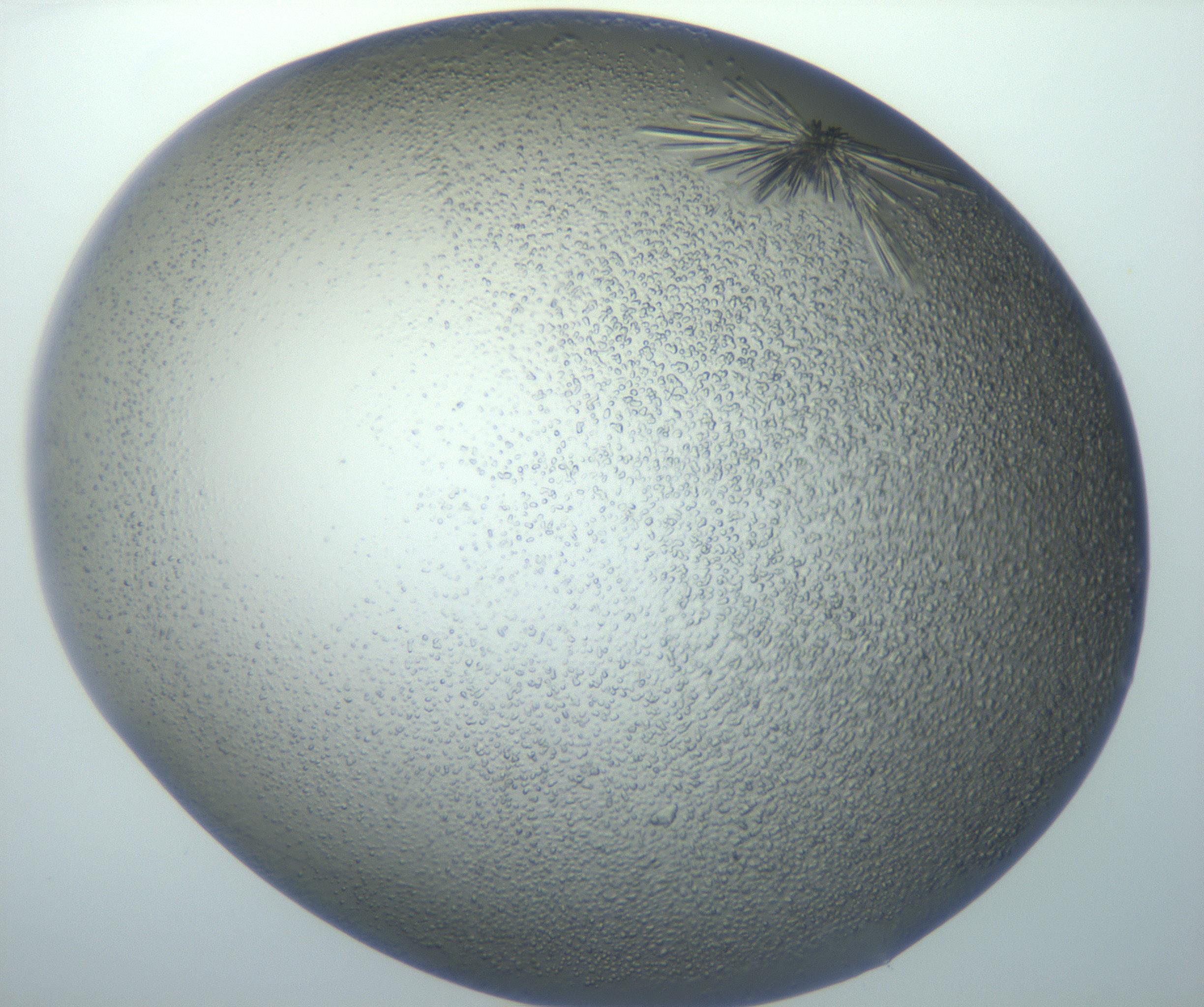 RI01_03_000_0212_Proj1_Clon1_MC_0000MC102971_002_161116_01_03_01_00_99_002_001_RAI.jpg