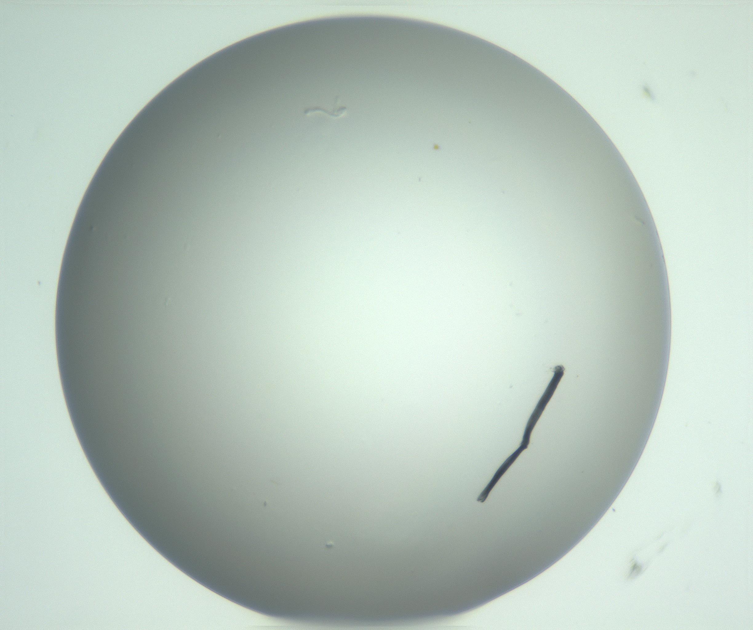 RI01_03_000_0212_Proj1_Clon1_MC_0000MC102975_006_161126_06_04_01_00_99_002_001_RAI.jpg