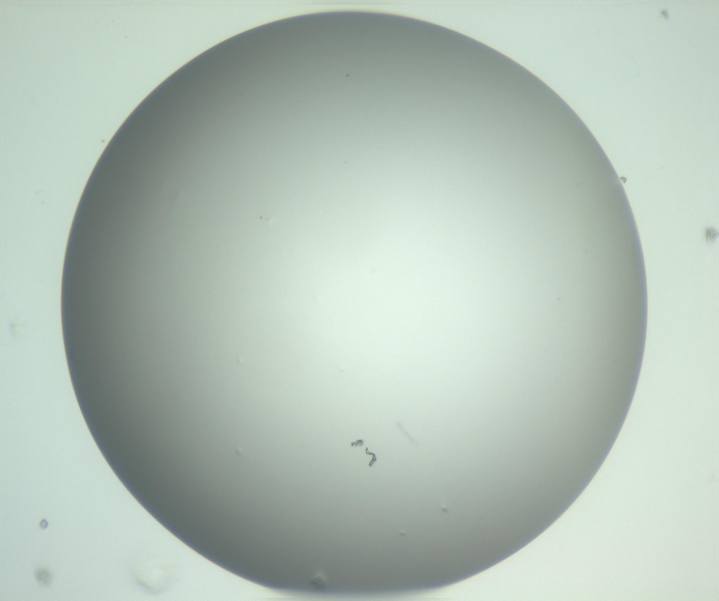 RI01_03_000_0212_Proj1_Clon1_MC_0000MC102976_007_161129_02_03_01_00_99_002_001_RAI.jpg
