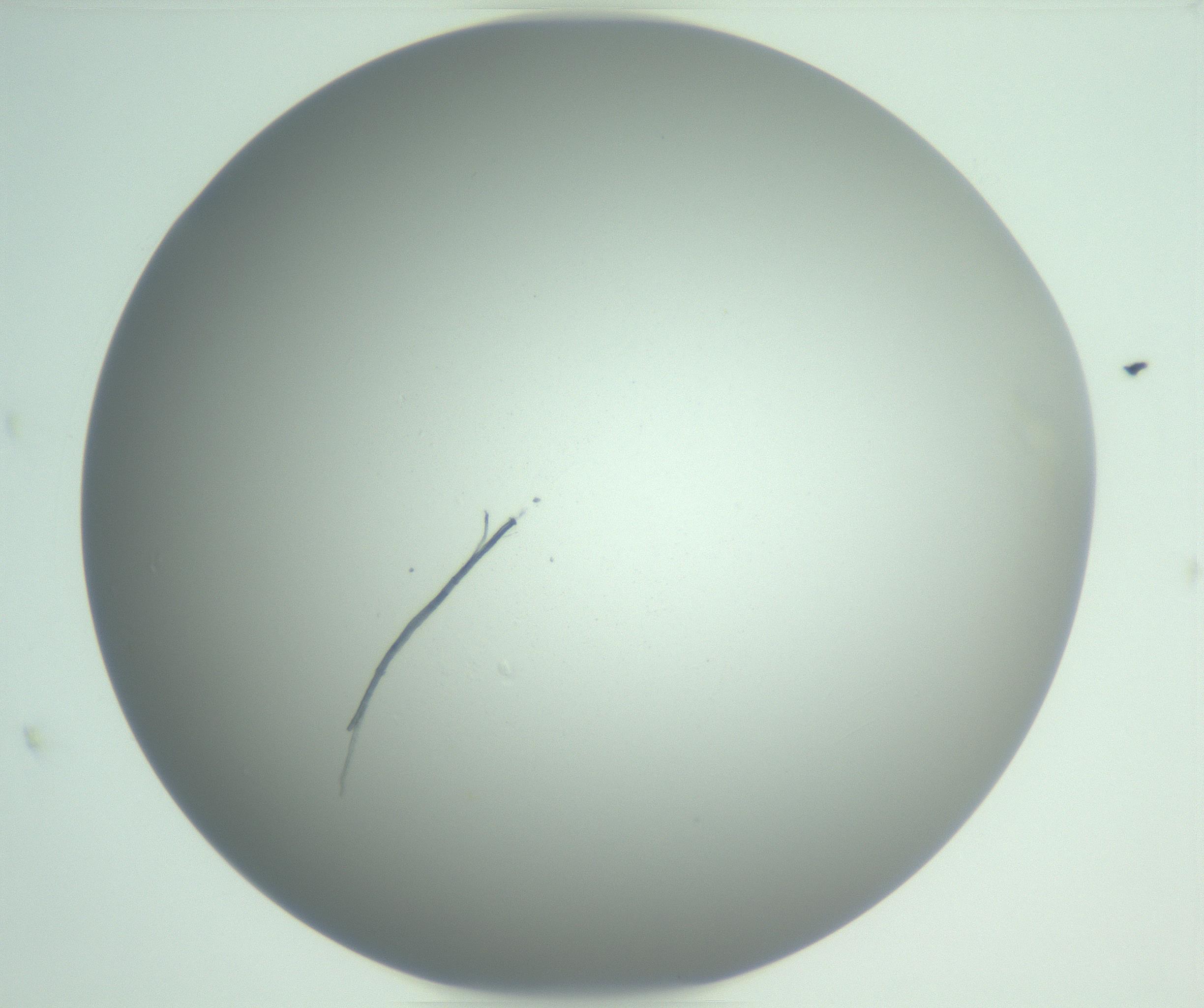 RI01_03_000_0212_Proj1_Clon1_MC_0000MC102976_007_161129_02_08_01_00_99_002_001_RAI.jpg