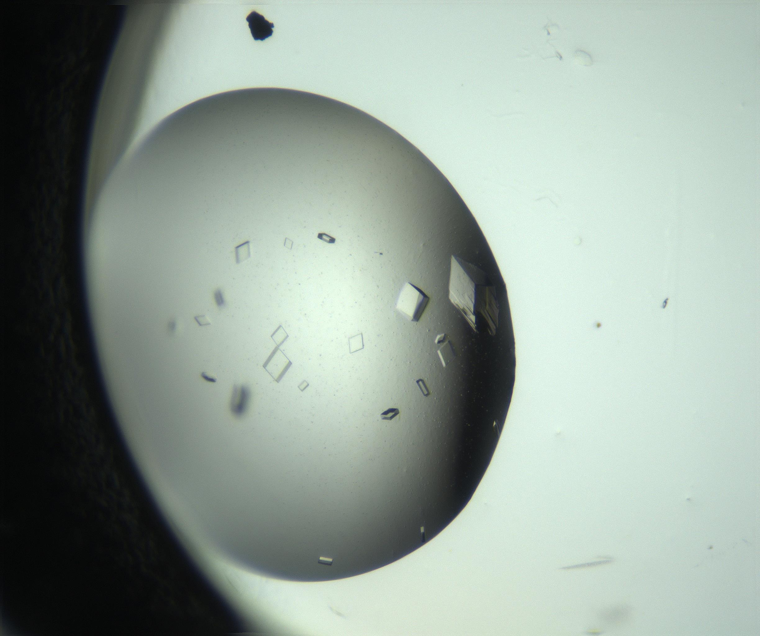 RI01_03_000_0212_Proj1_Clon1_MC_0000MC102977_010_161220_12_08_02_00_99_002_001_RAI.jpg