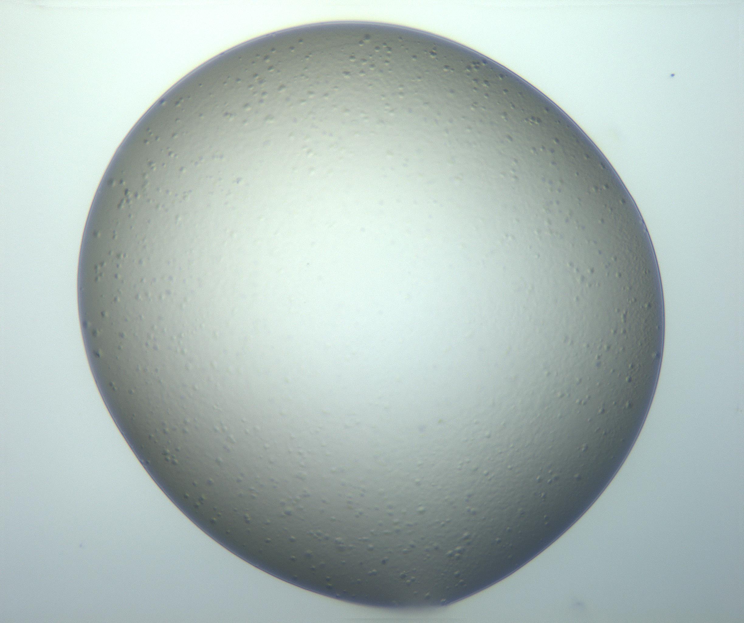 RI01_03_000_0212_Proj1_Clon1_MC_0000MC102982_005_161127_04_06_01_00_99_002_001_RAI.jpg