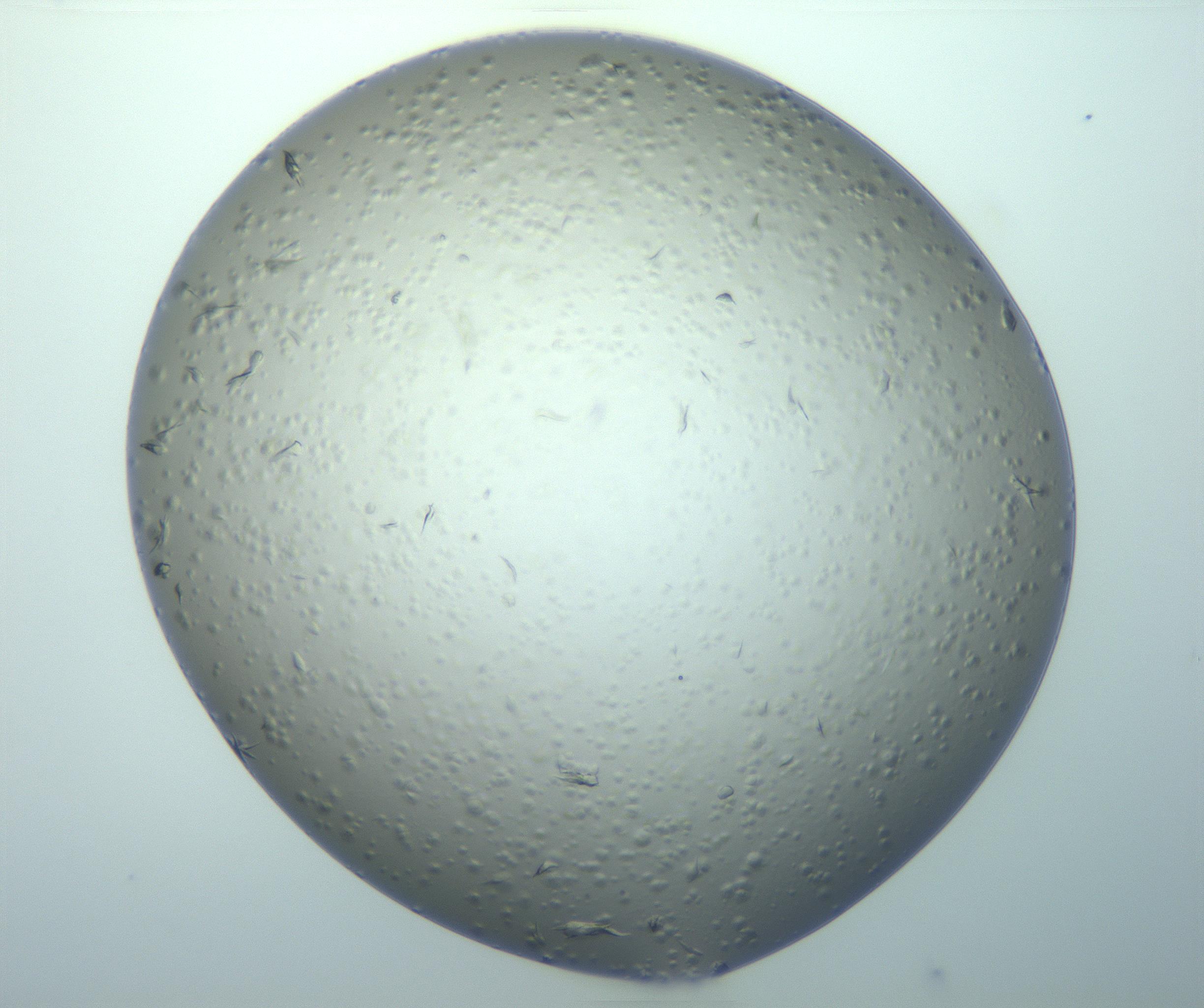 RI01_03_000_0212_Proj1_Clon1_MC_0000MC102982_011_170104_04_06_01_00_99_002_001_RAI.jpg
