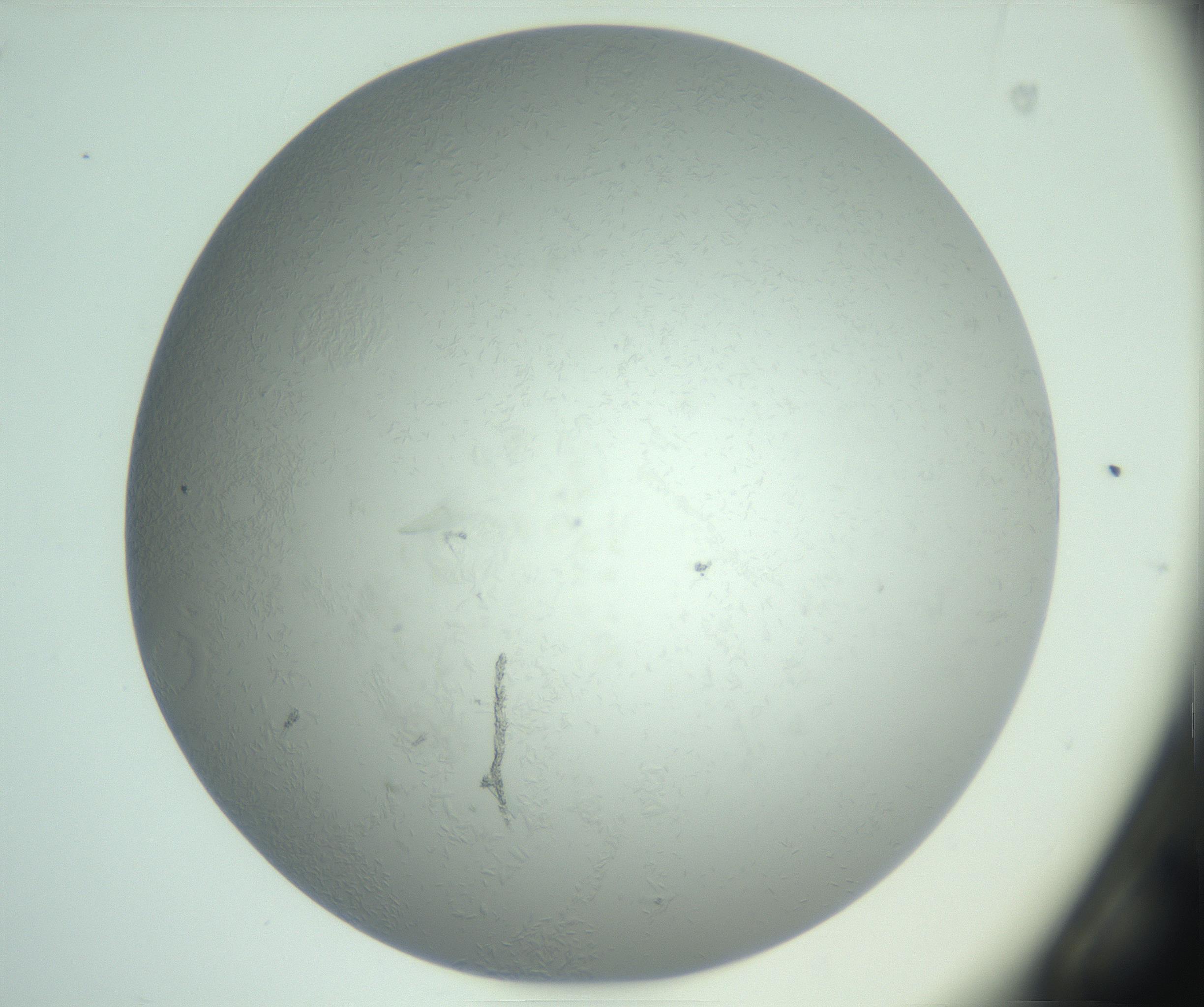 RI01_03_000_0212_Proj1_Clon1_MC_0000MC102985_003_161119_02_02_01_00_99_002_001_RAI.jpg