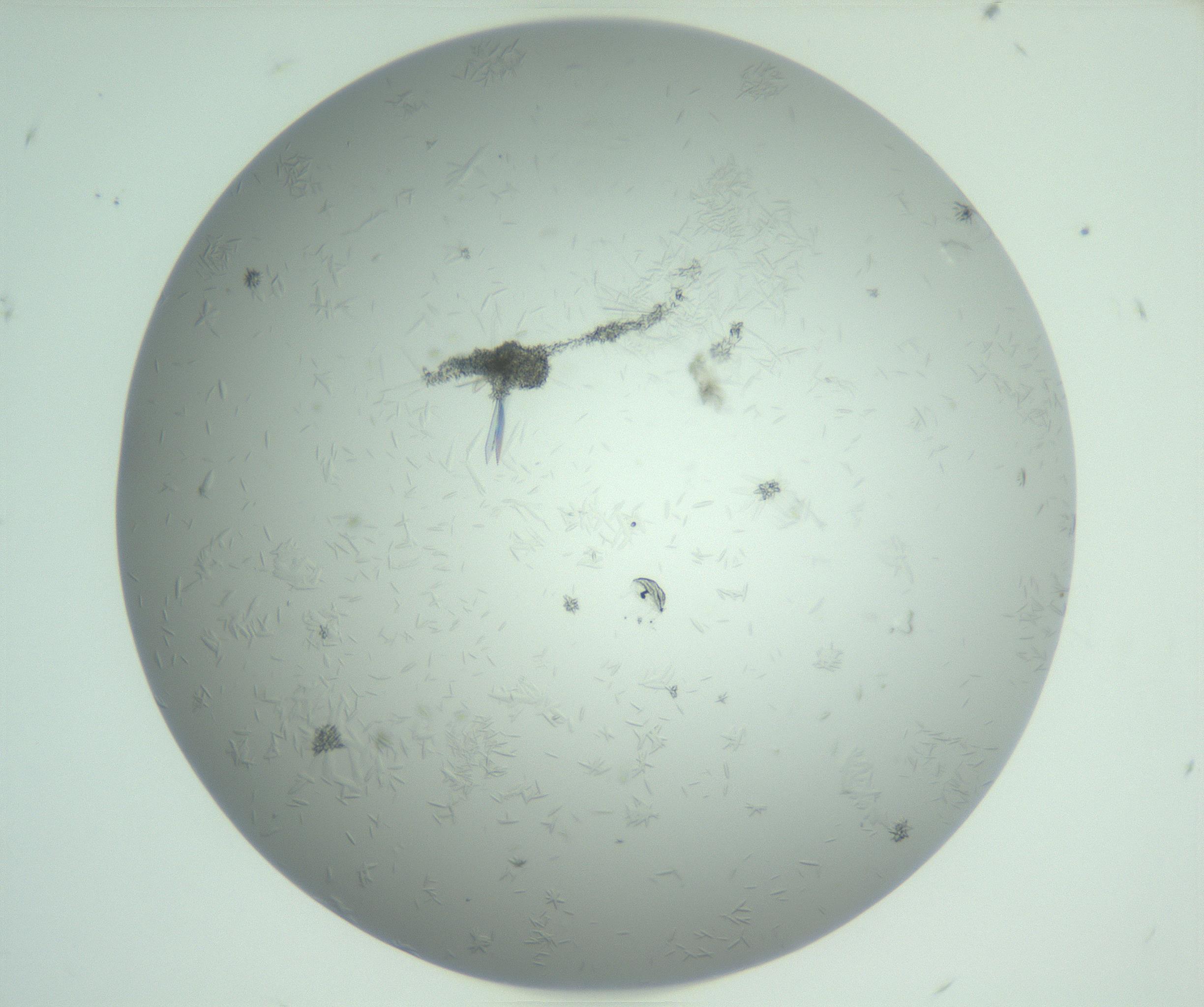 RI01_03_000_0212_Proj1_Clon1_MC_0000MC102985_003_161119_08_01_01_00_99_002_001_RAI.jpg