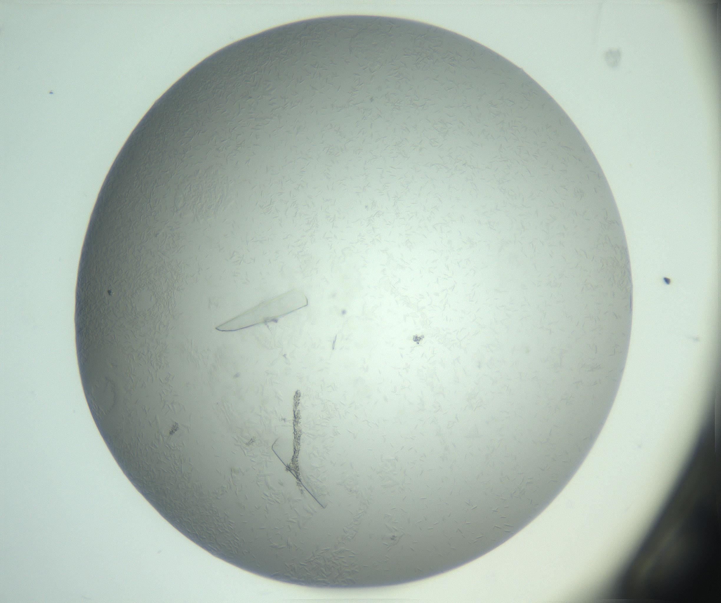 RI01_03_000_0212_Proj1_Clon1_MC_0000MC102985_004_161121_02_02_01_00_99_002_001_RAI.jpg