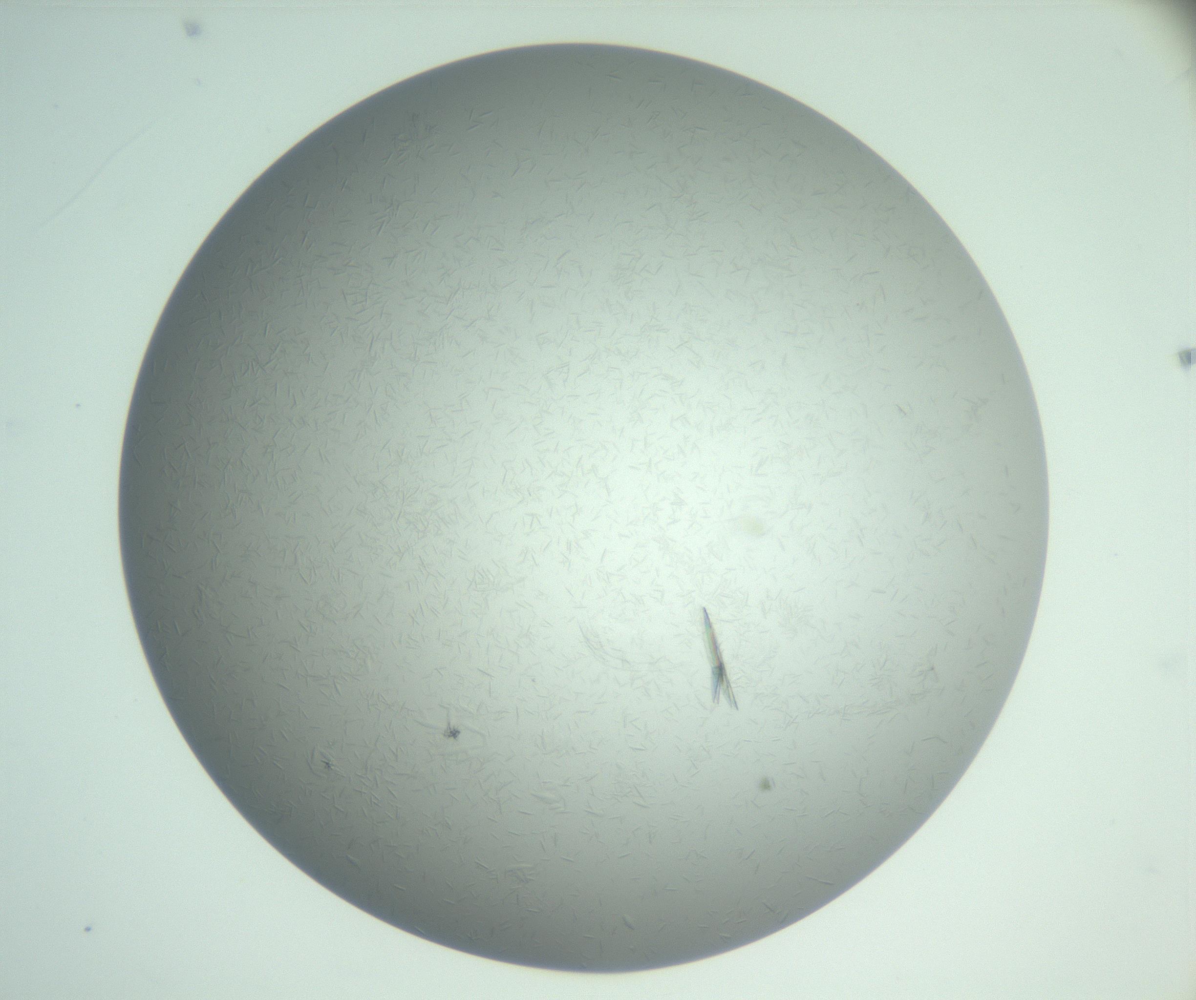 RI01_03_000_0212_Proj1_Clon1_MC_0000MC102985_004_161121_03_01_02_00_99_002_001_RAI.jpg