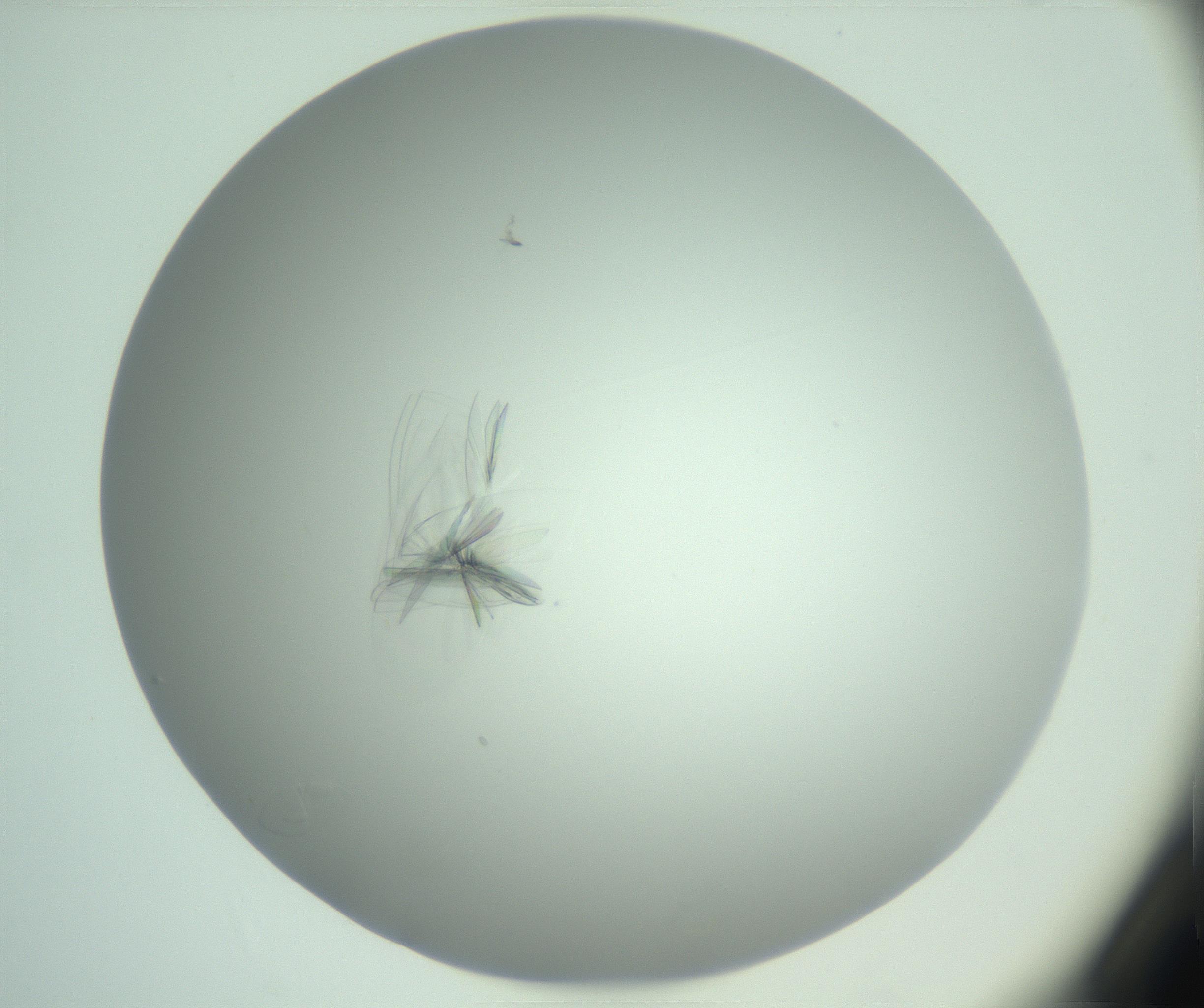 RI01_03_000_0212_Proj1_Clon1_MC_0000MC102985_006_161126_01_02_01_00_99_002_001_RAI.jpg