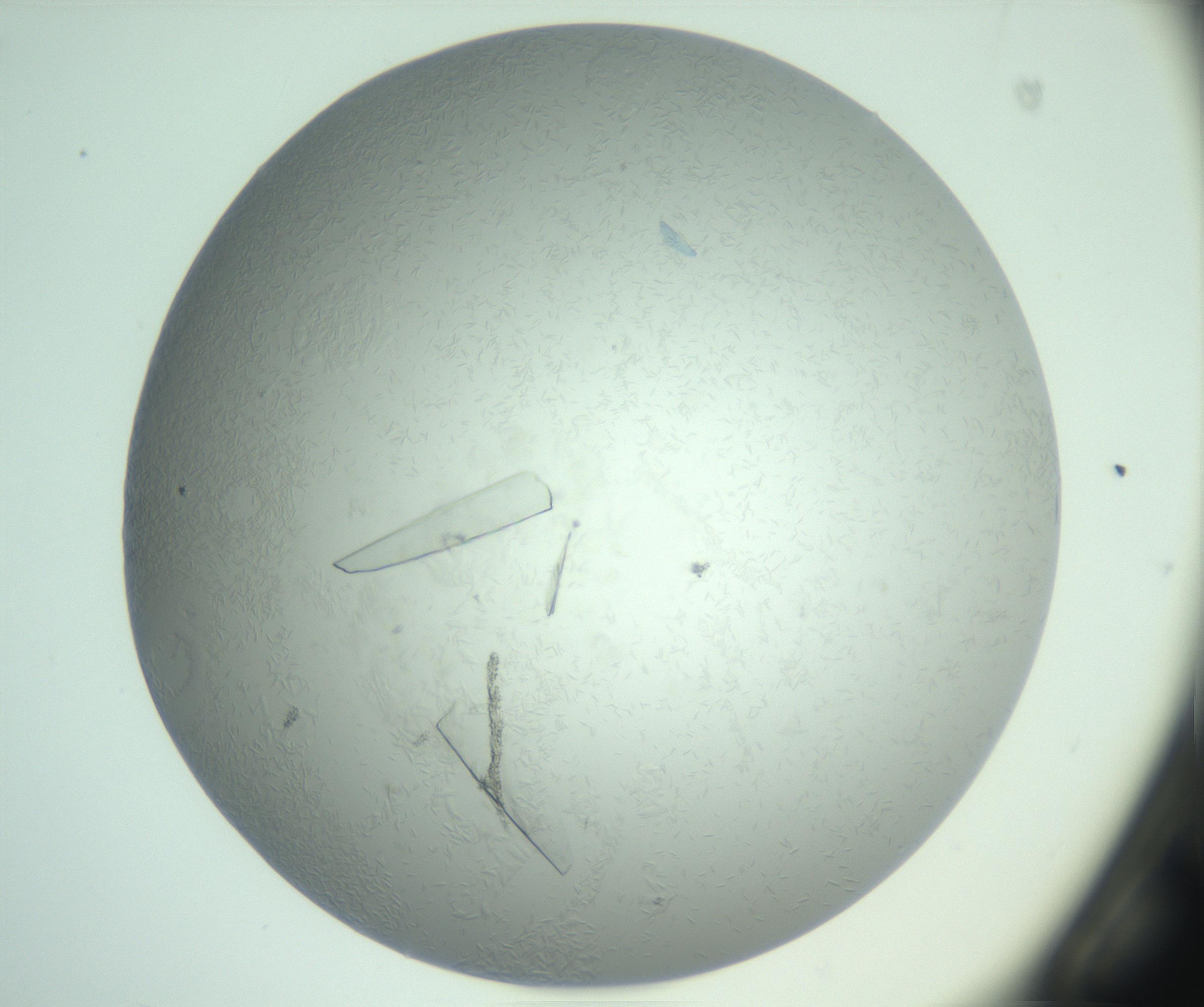 RI01_03_000_0212_Proj1_Clon1_MC_0000MC102985_006_161126_02_02_01_00_99_002_001_RAI.jpg