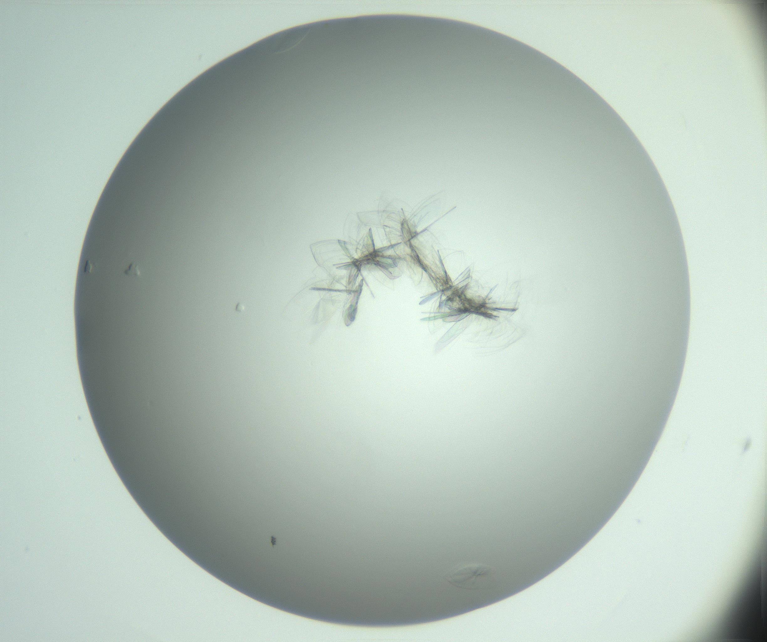 RI01_03_000_0212_Proj1_Clon1_MC_0000MC102985_006_161126_03_04_02_00_99_002_001_RAI.jpg