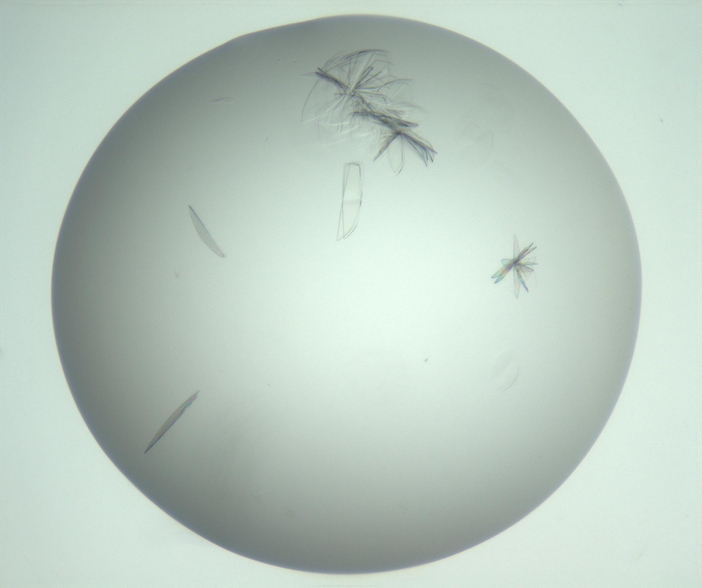 RI01_03_000_0212_Proj1_Clon1_MC_0000MC102985_006_161126_04_06_02_00_99_002_001_RAI.jpg