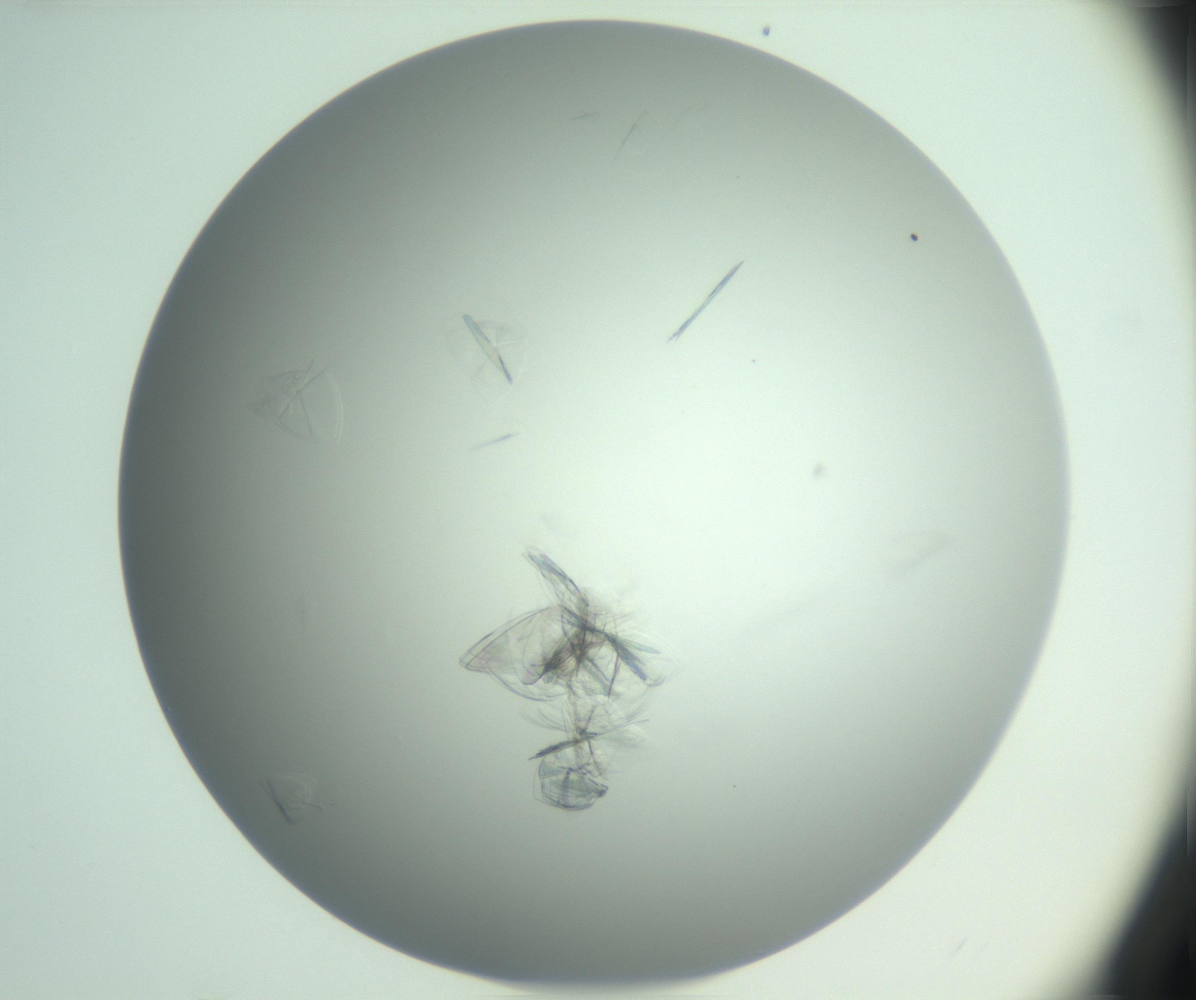 RI01_03_000_0212_Proj1_Clon1_MC_0000MC102985_006_161126_04_08_01_00_99_002_001_RAI.jpg