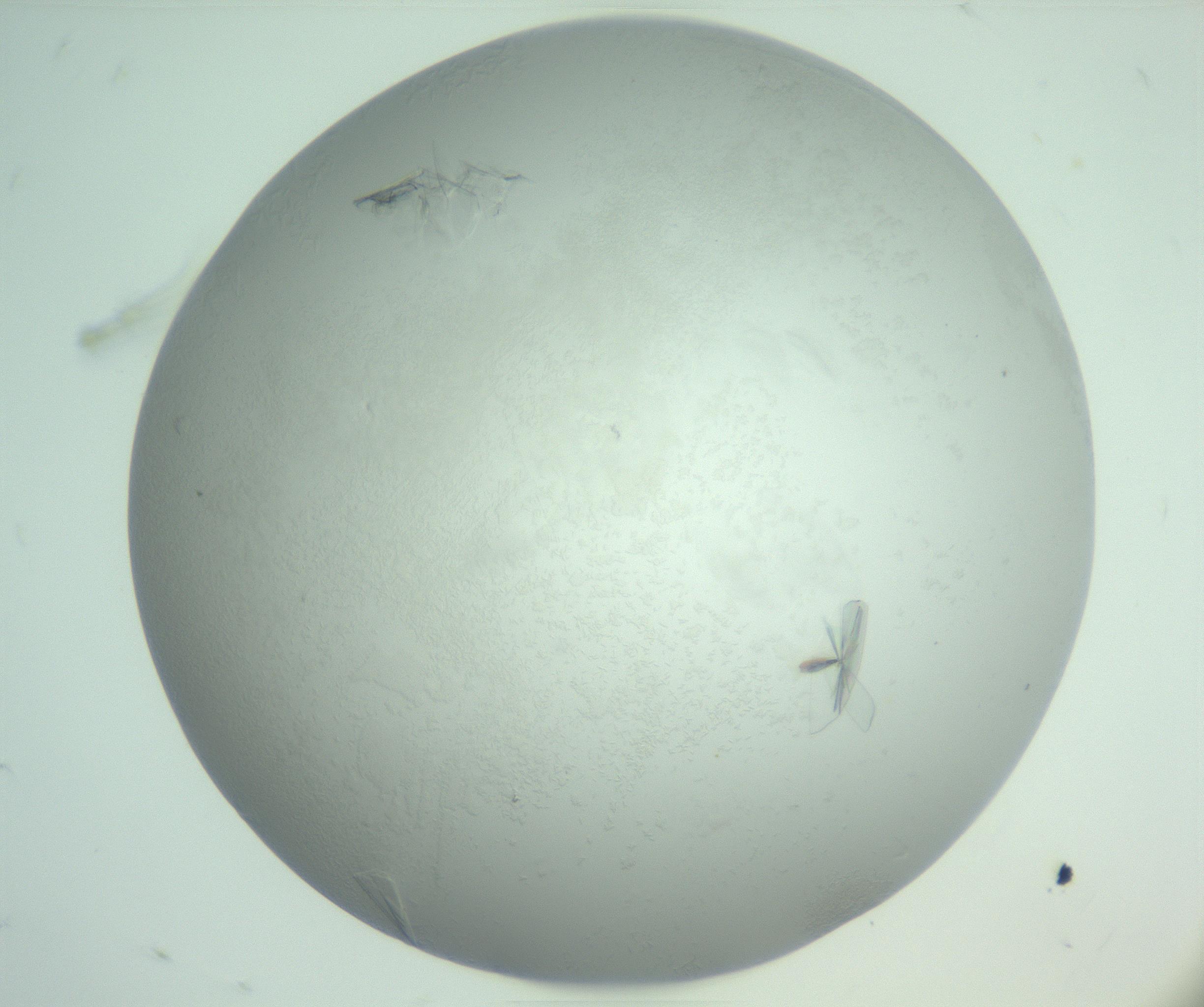 RI01_03_000_0212_Proj1_Clon1_MC_0000MC102985_006_161126_07_08_01_00_99_002_001_RAI.jpg