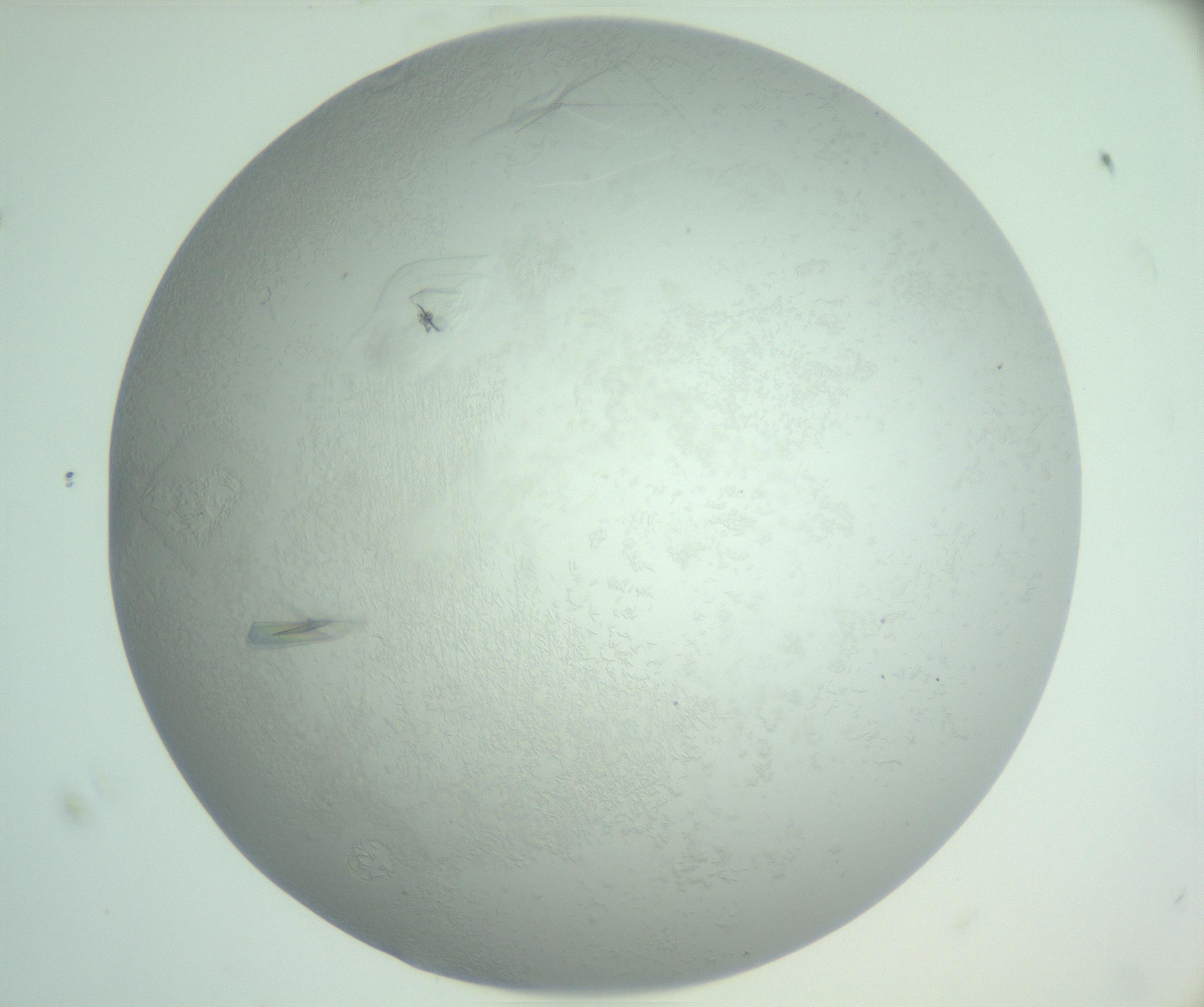 RI01_03_000_0212_Proj1_Clon1_MC_0000MC102985_006_161126_07_08_02_00_99_002_001_RAI.jpg