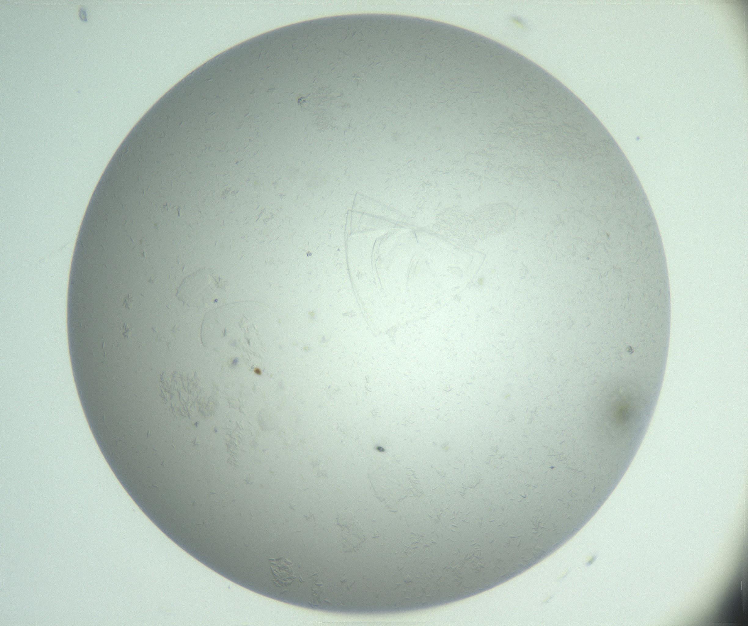 RI01_03_000_0212_Proj1_Clon1_MC_0000MC102985_006_161126_08_03_01_00_99_002_001_RAI.jpg