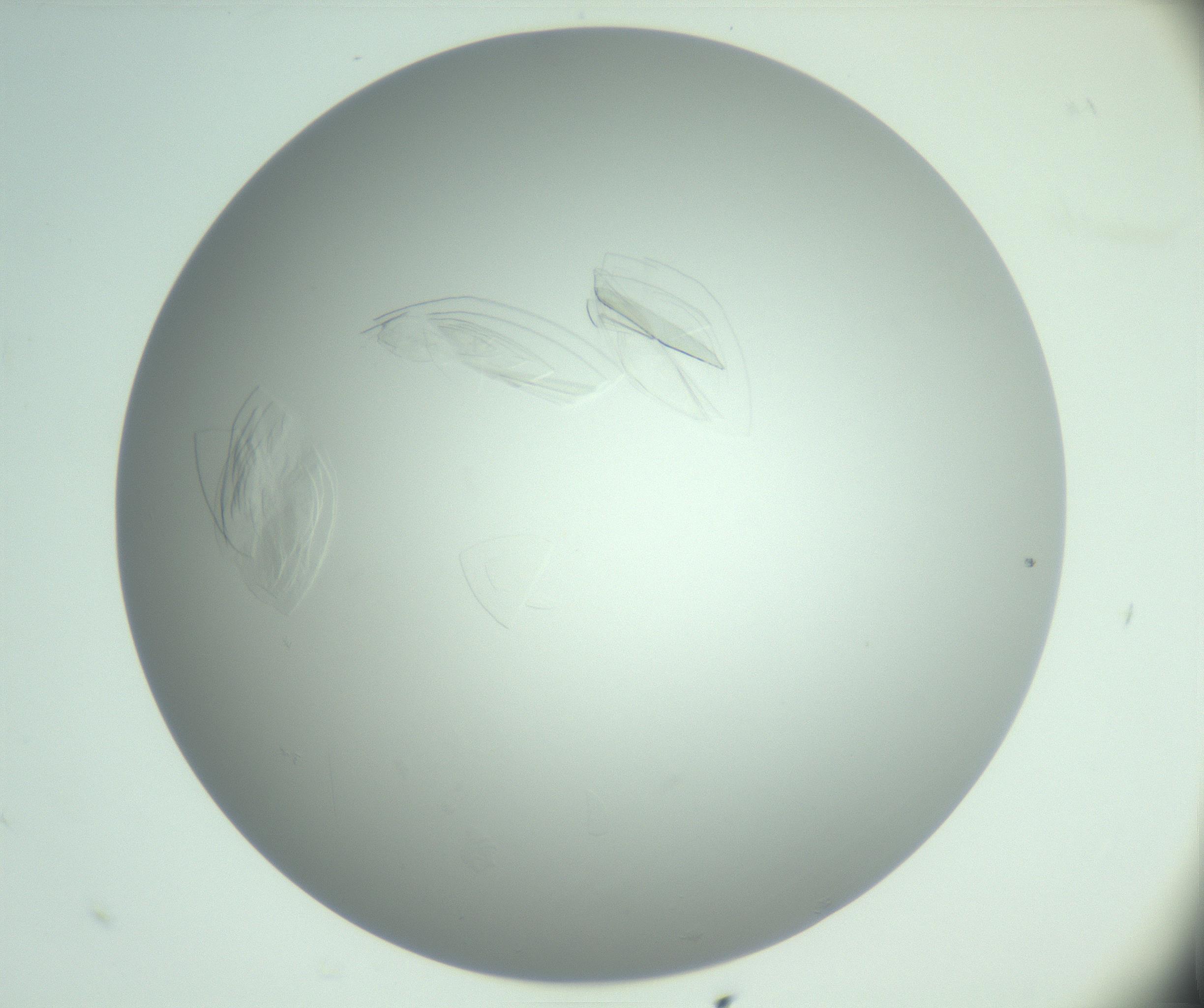 RI01_03_000_0212_Proj1_Clon1_MC_0000MC102985_006_161126_08_03_02_00_99_002_001_RAI.jpg