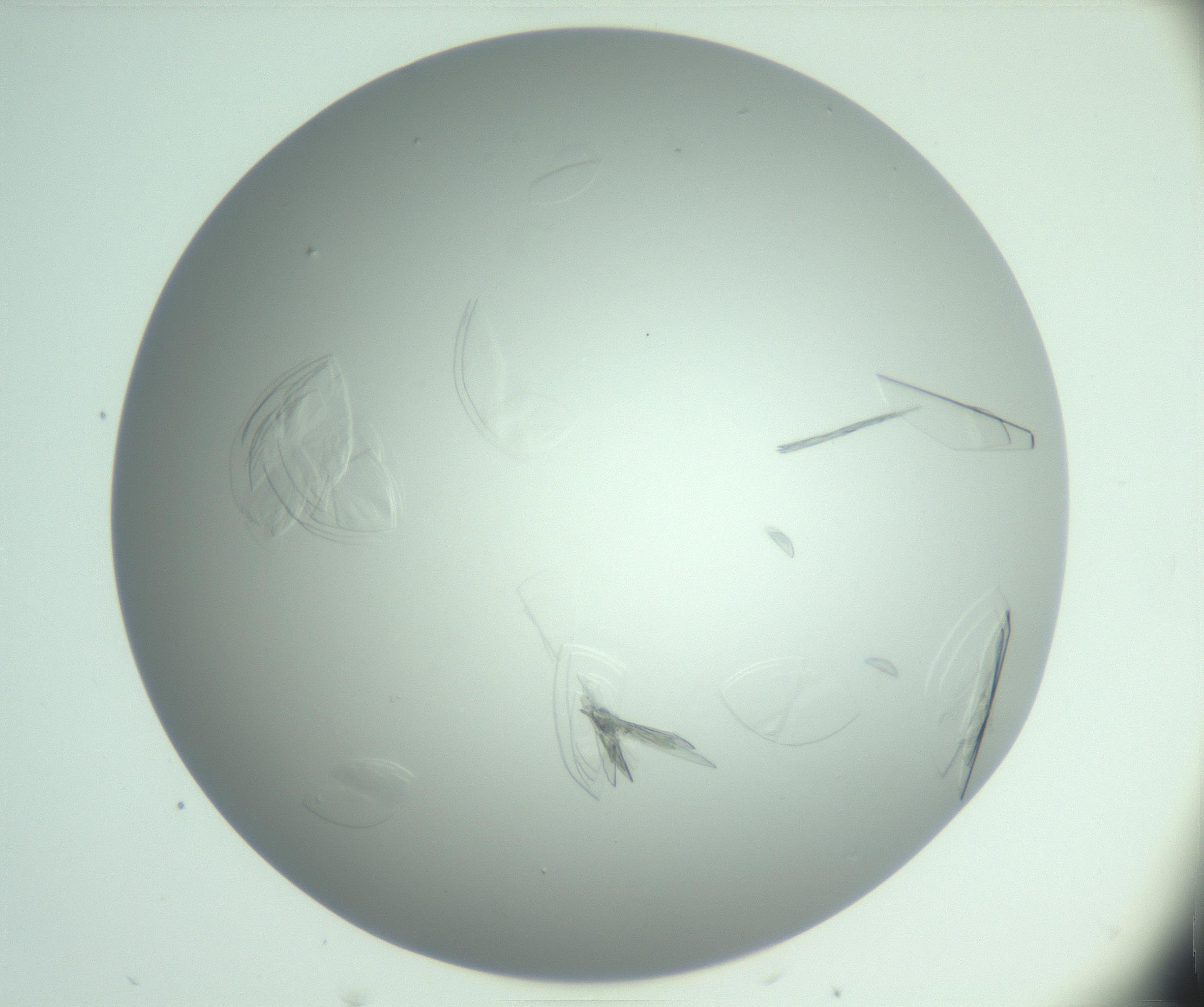 RI01_03_000_0212_Proj1_Clon1_MC_0000MC102985_006_161126_08_04_01_00_99_002_001_RAI.jpg