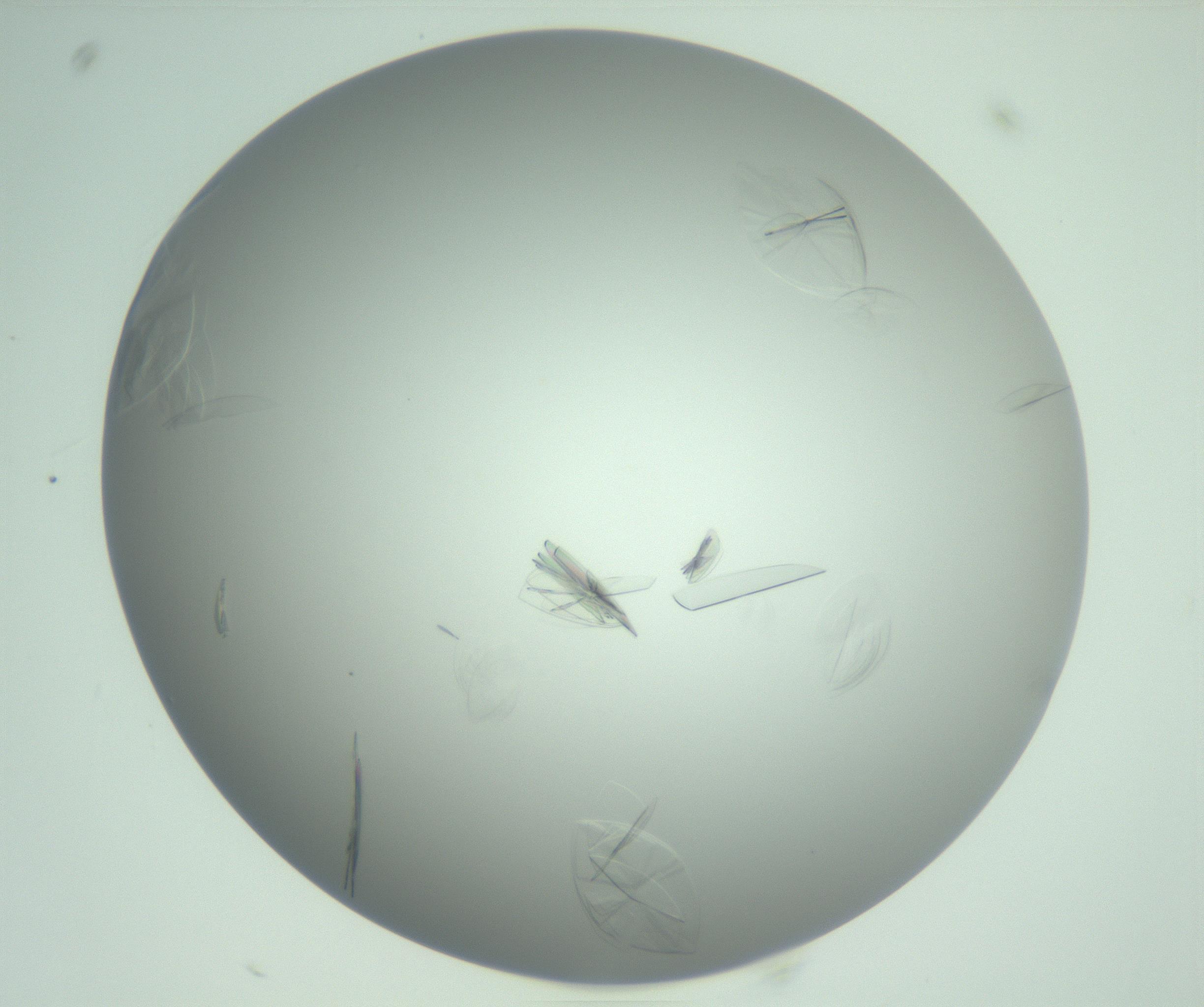 RI01_03_000_0212_Proj1_Clon1_MC_0000MC102985_006_161126_09_02_02_00_99_002_001_RAI.jpg