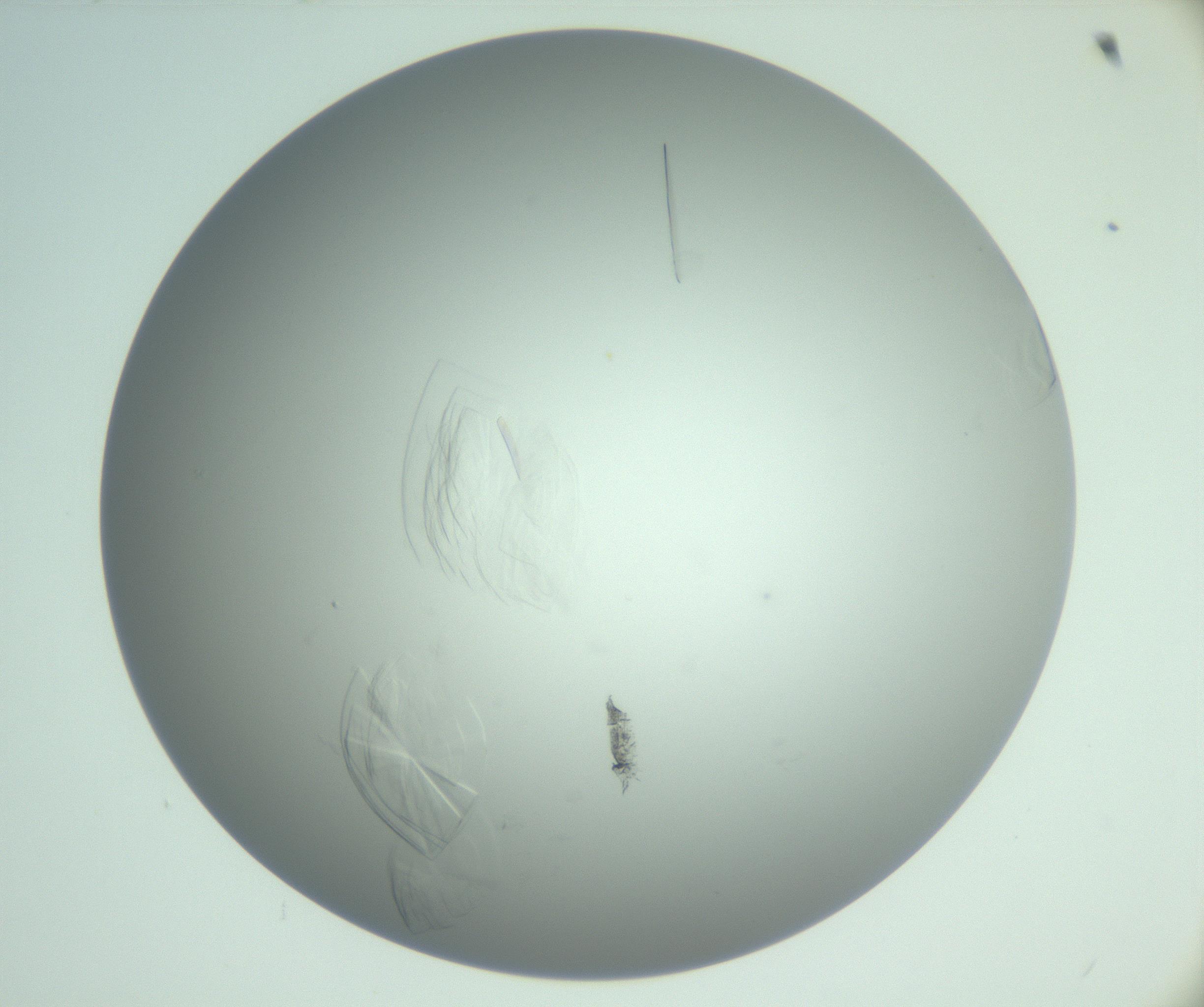 RI01_03_000_0212_Proj1_Clon1_MC_0000MC102985_006_161126_09_05_02_00_99_002_001_RAI.jpg