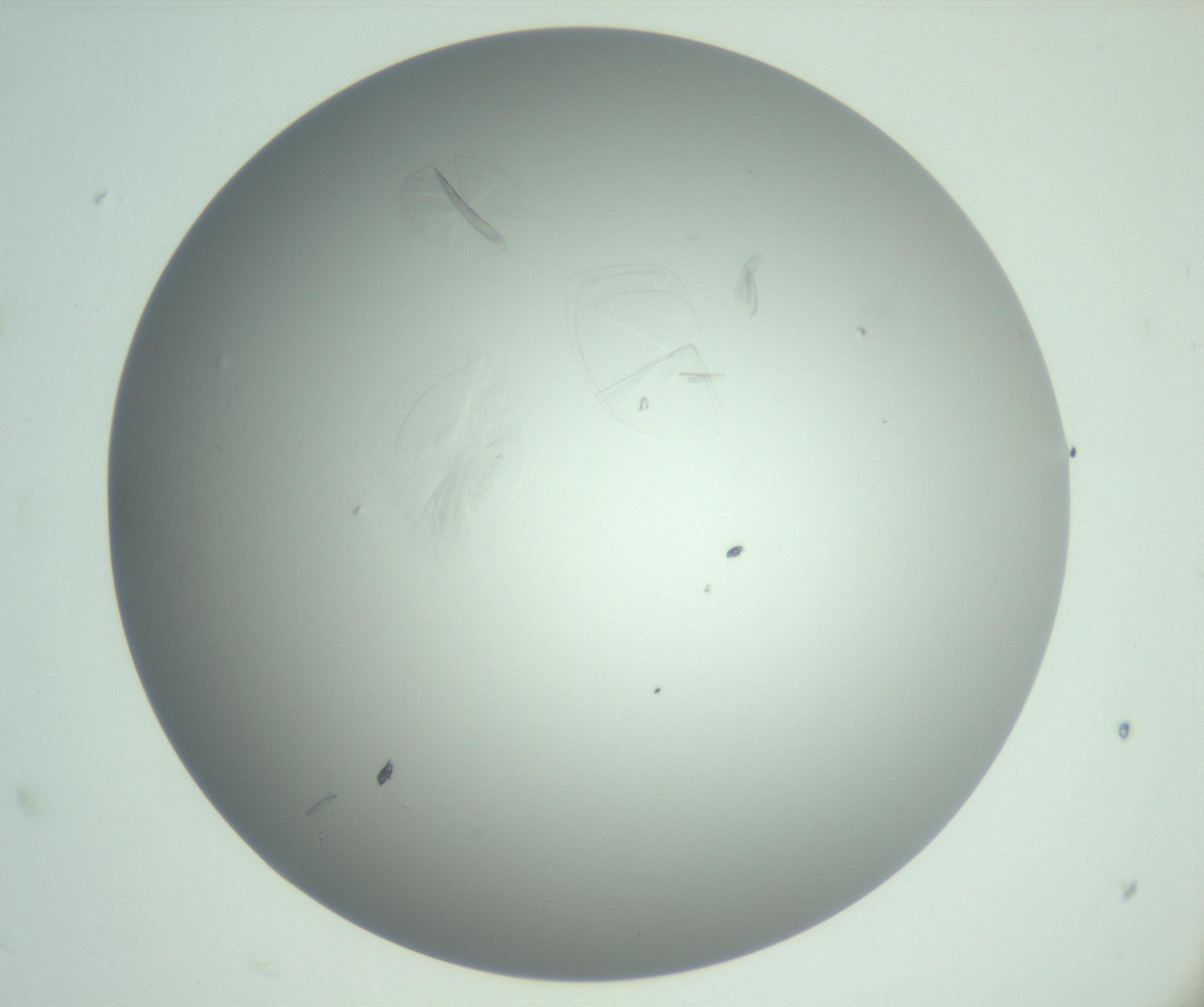RI01_03_000_0212_Proj1_Clon1_MC_0000MC102985_006_161126_10_03_02_00_99_002_001_RAI.jpg