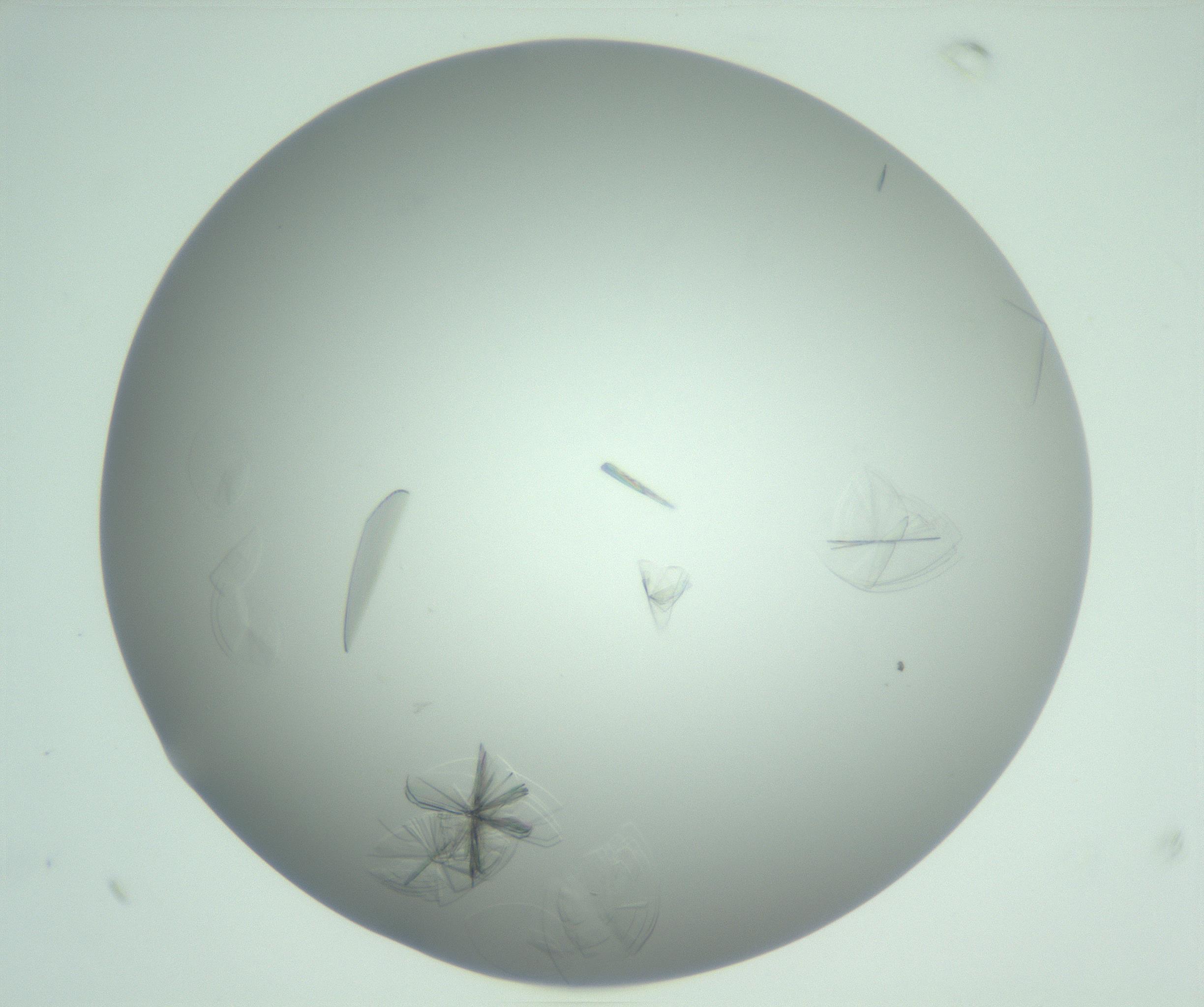 RI01_03_000_0212_Proj1_Clon1_MC_0000MC102985_006_161126_10_06_01_00_99_002_001_RAI.jpg