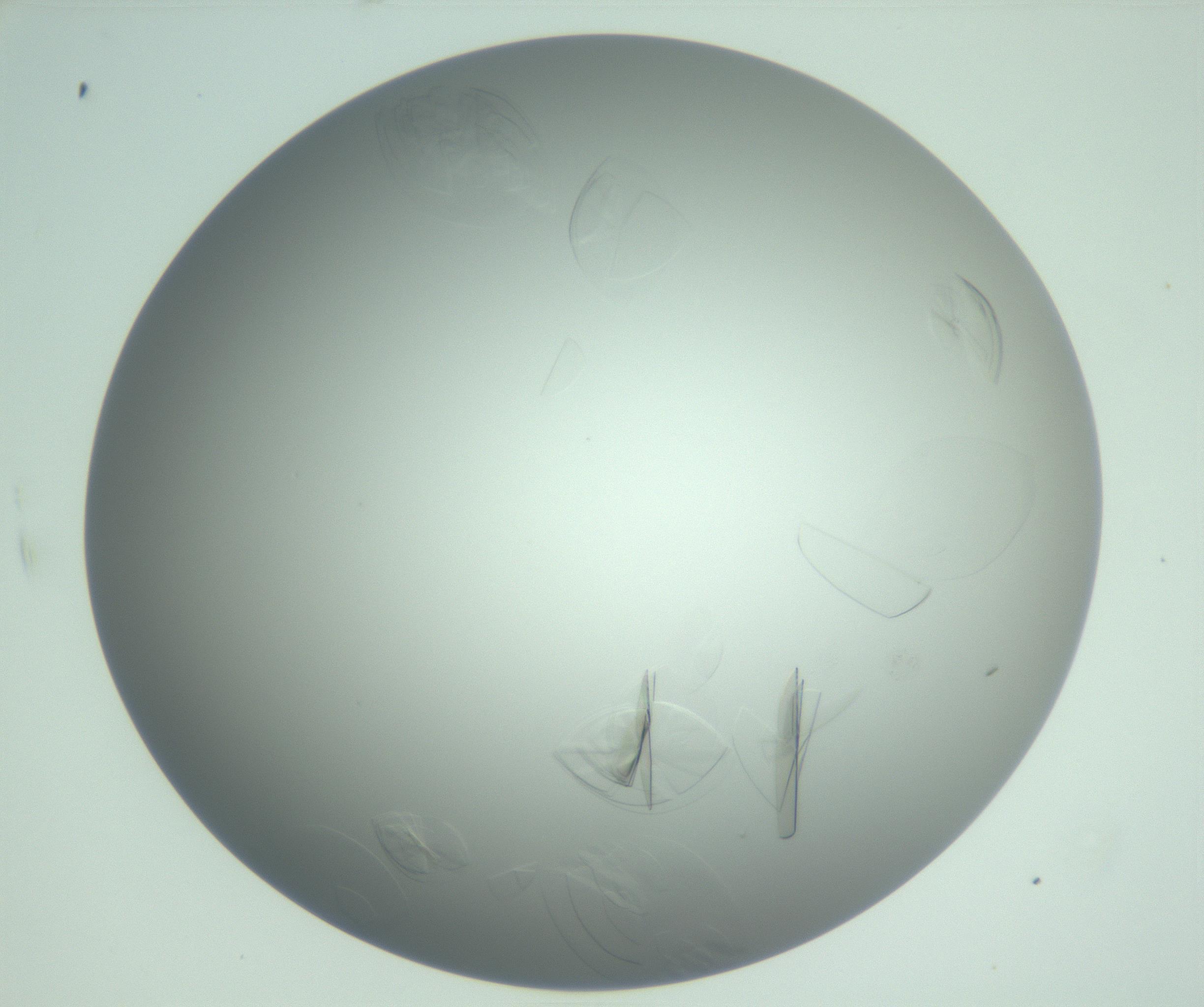 RI01_03_000_0212_Proj1_Clon1_MC_0000MC102985_006_161126_10_06_02_00_99_002_001_RAI.jpg