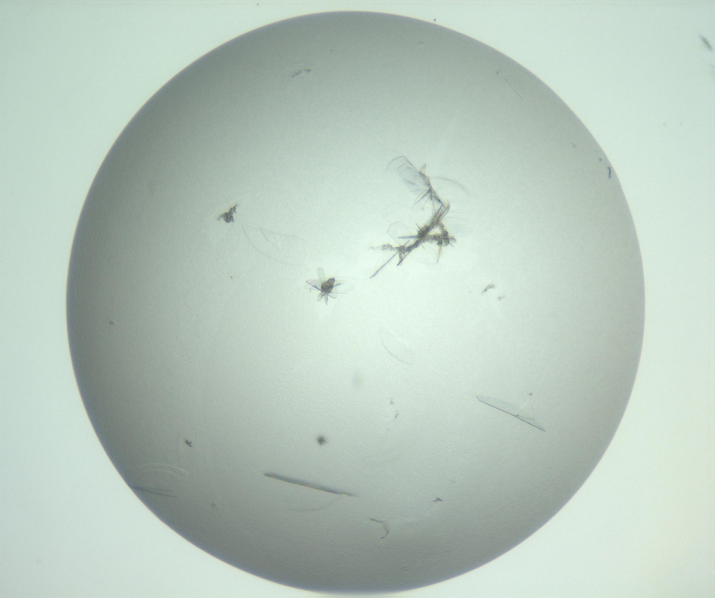 RI01_03_000_0212_Proj1_Clon1_MC_0000MC102985_006_161126_10_08_02_00_99_002_001_RAI.jpg