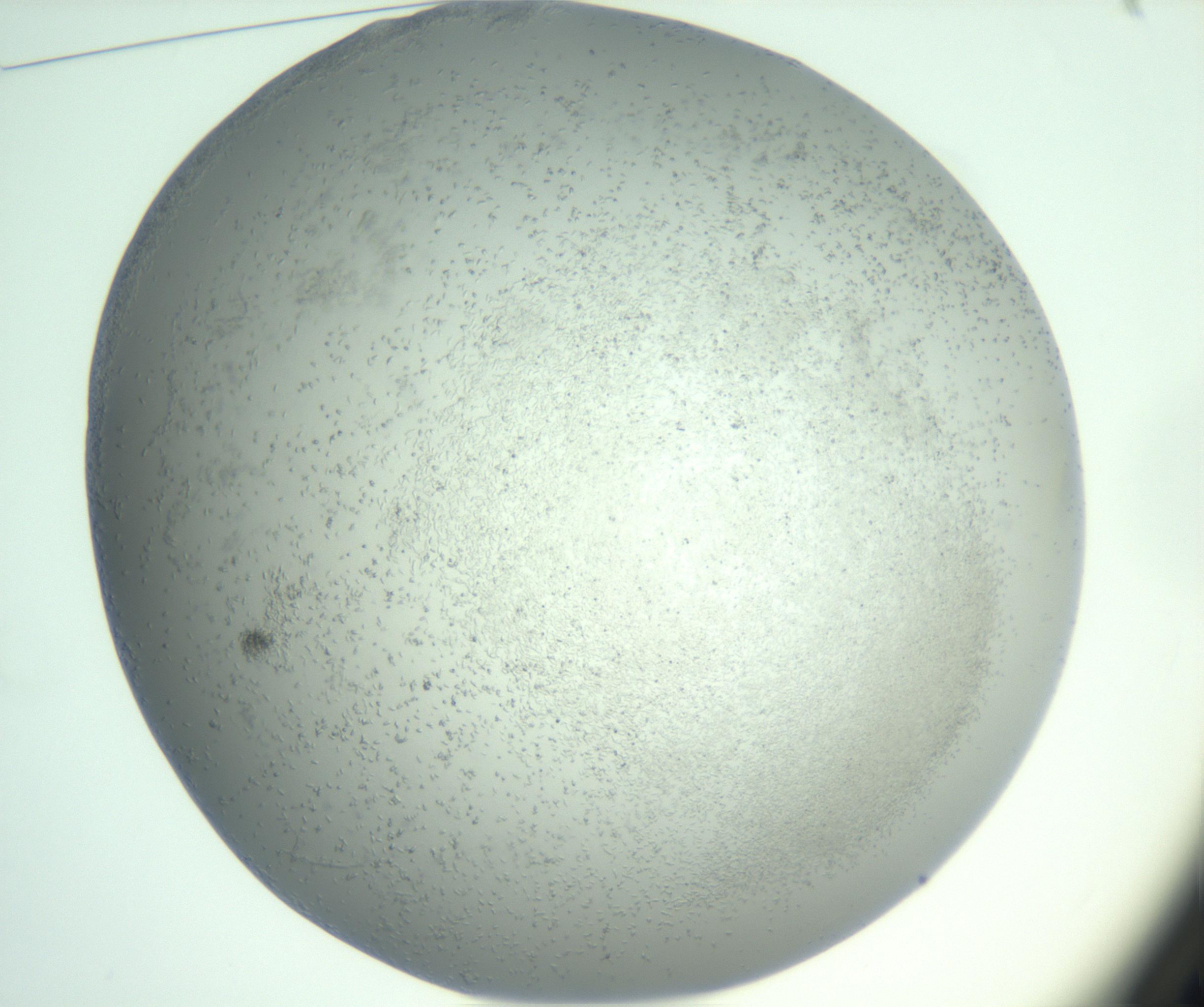 RI01_03_000_0212_Proj1_Clon1_MC_0000MC102986_003_161119_01_01_01_00_99_002_001_RAI.jpg