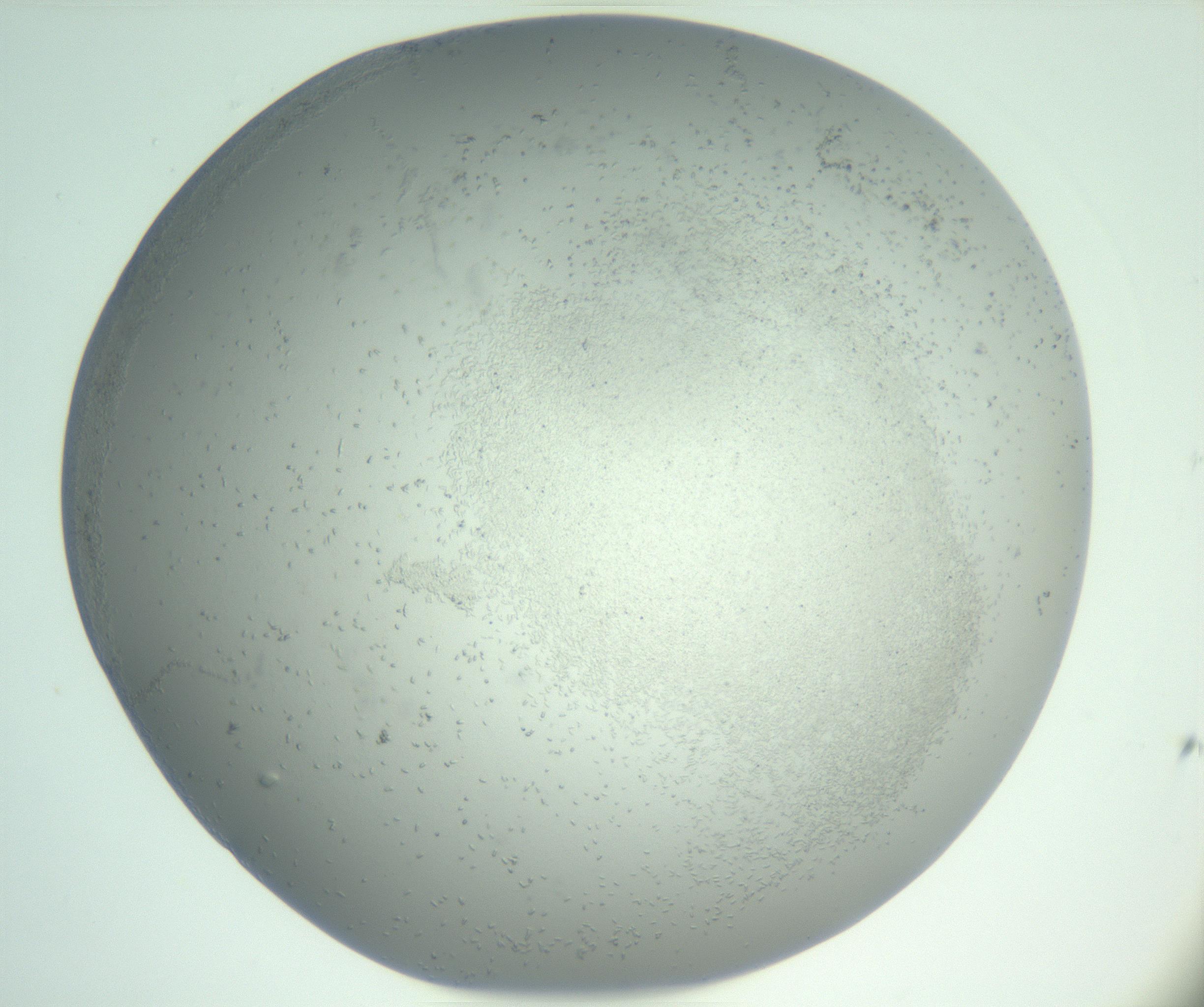 RI01_03_000_0212_Proj1_Clon1_MC_0000MC102986_003_161119_01_01_02_00_99_002_001_RAI.jpg