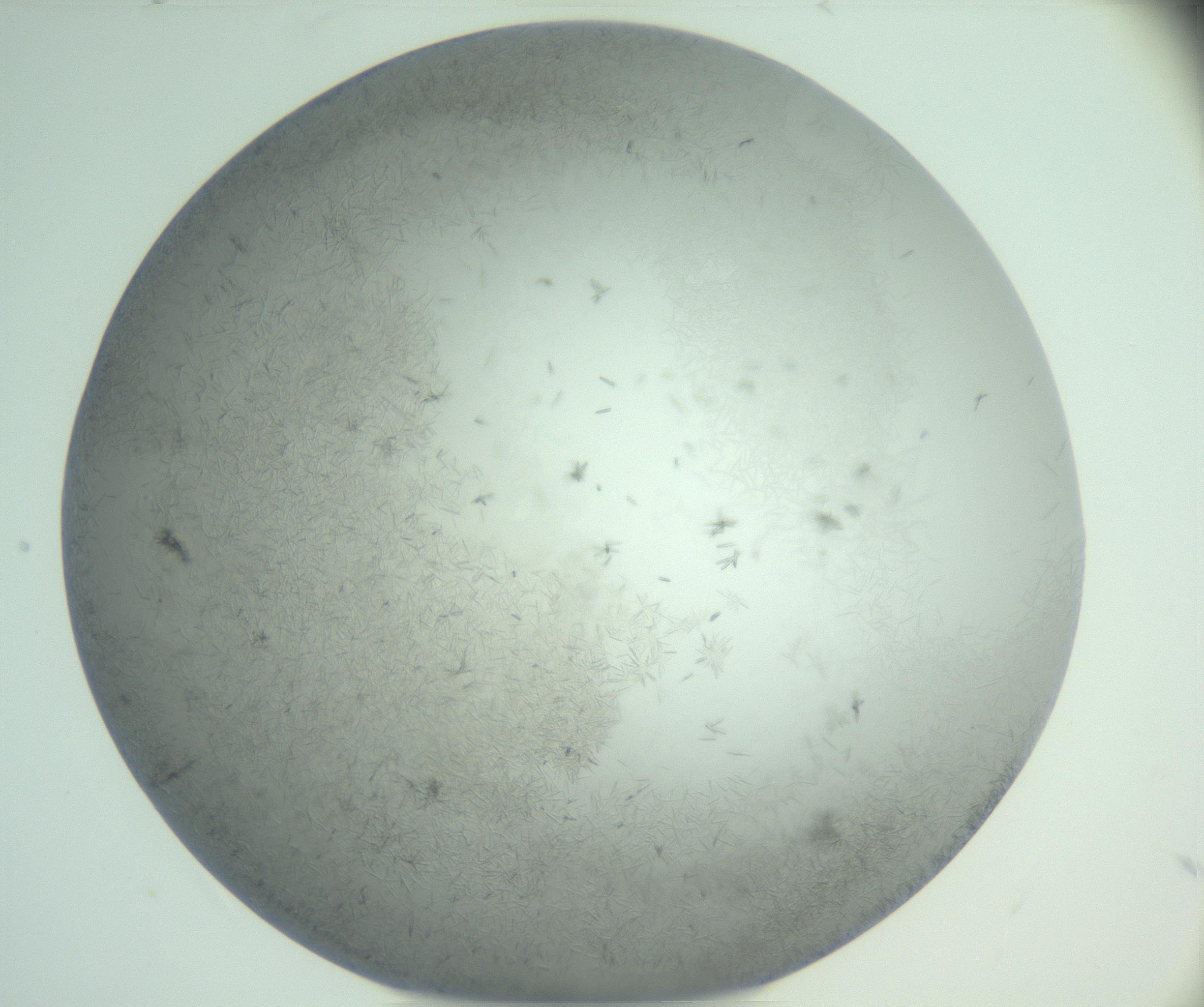 RI01_03_000_0212_Proj1_Clon1_MC_0000MC102986_003_161119_02_07_01_00_99_002_001_RAI.jpg