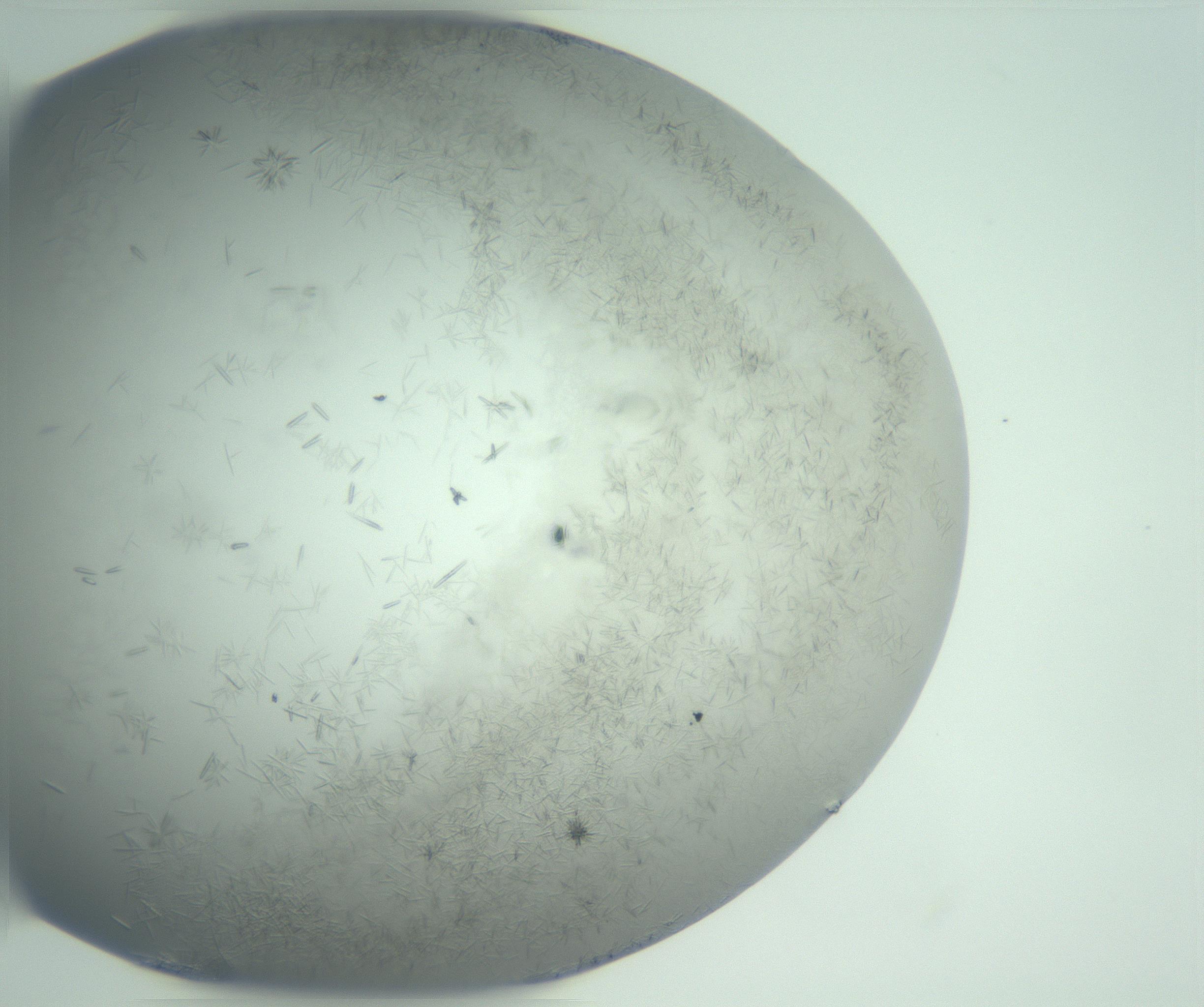 RI01_03_000_0212_Proj1_Clon1_MC_0000MC102986_003_161119_02_07_02_00_99_002_001_RAI.jpg