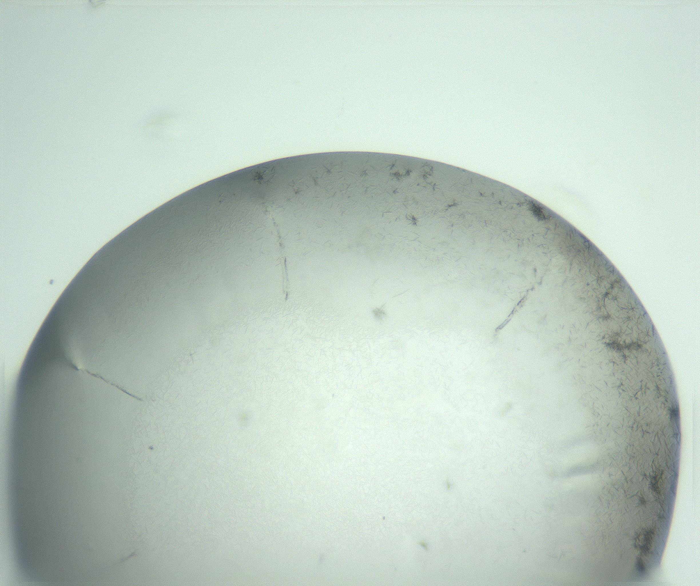 RI01_03_000_0212_Proj1_Clon1_MC_0000MC102986_003_161119_03_06_01_00_99_002_001_RAI.jpg