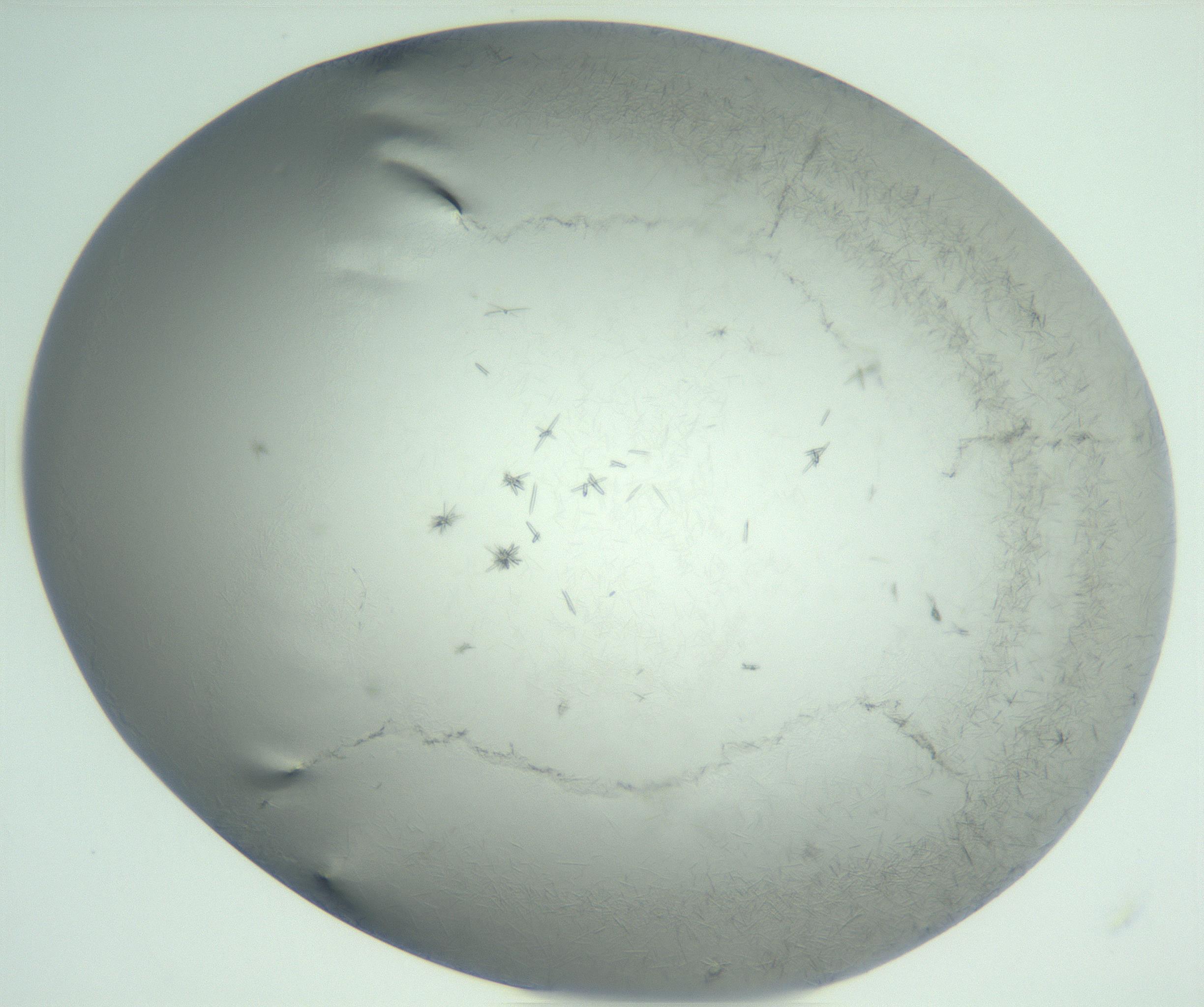 RI01_03_000_0212_Proj1_Clon1_MC_0000MC102986_003_161119_04_02_02_00_99_002_001_RAI.jpg